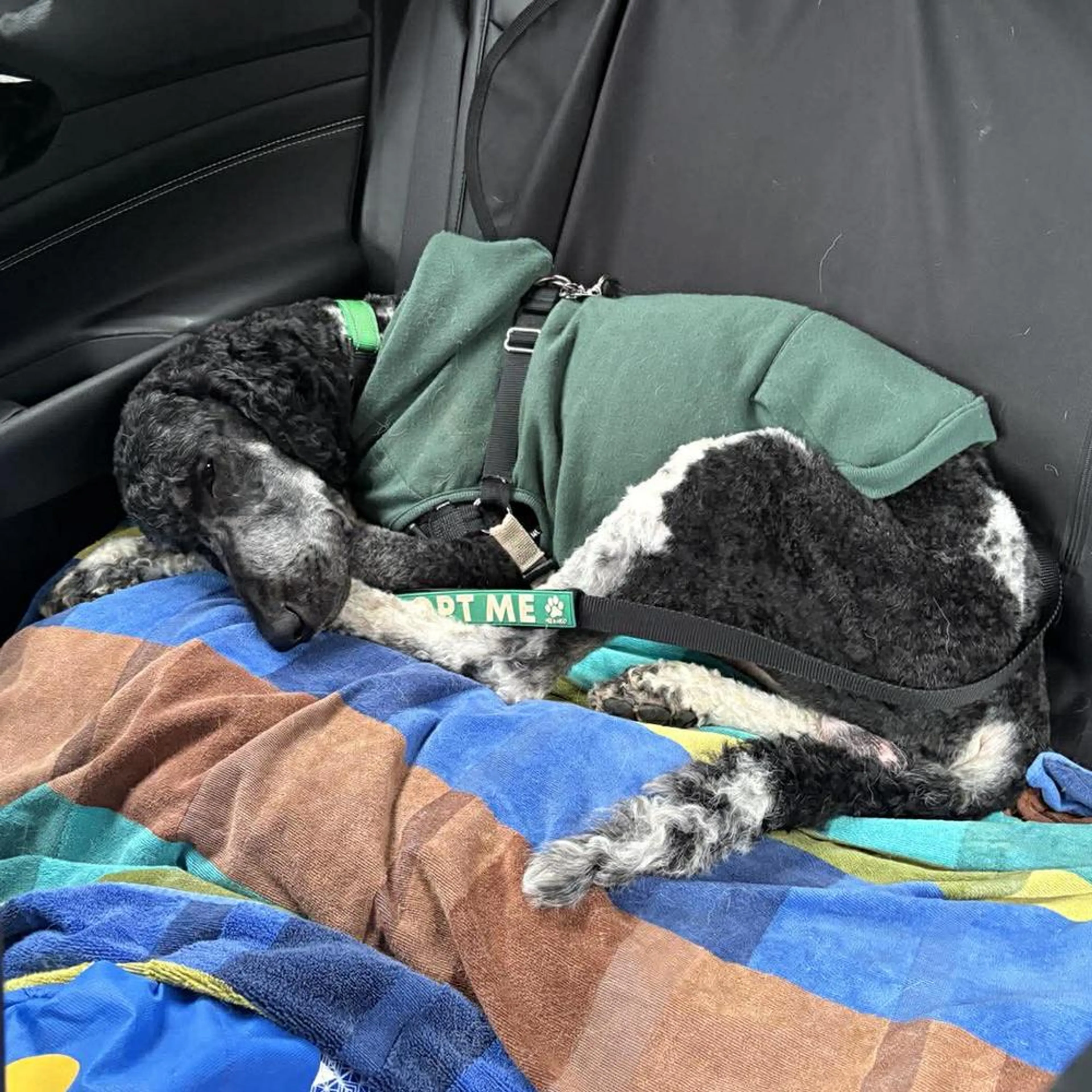Found pet-3