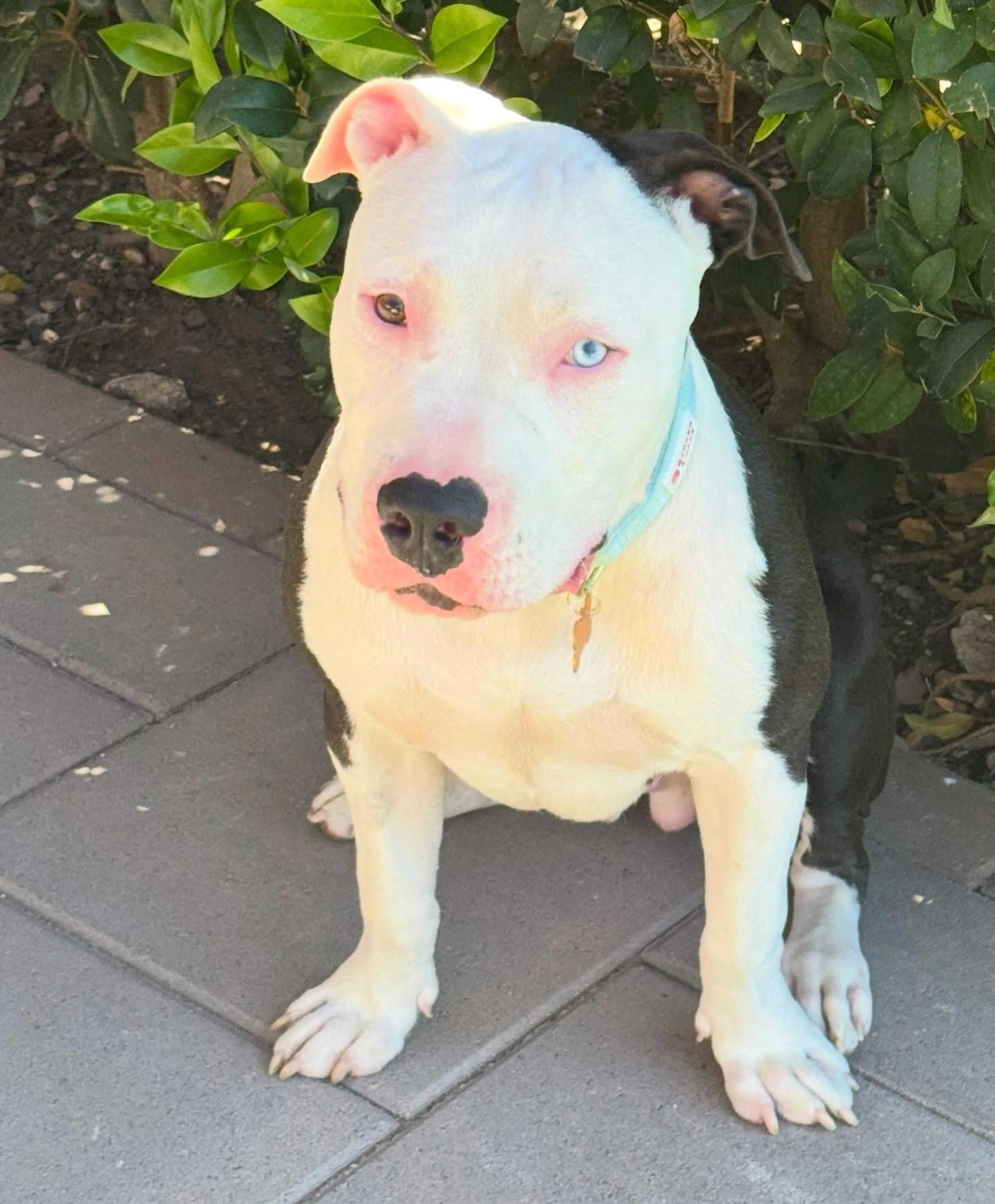 Found pet-3