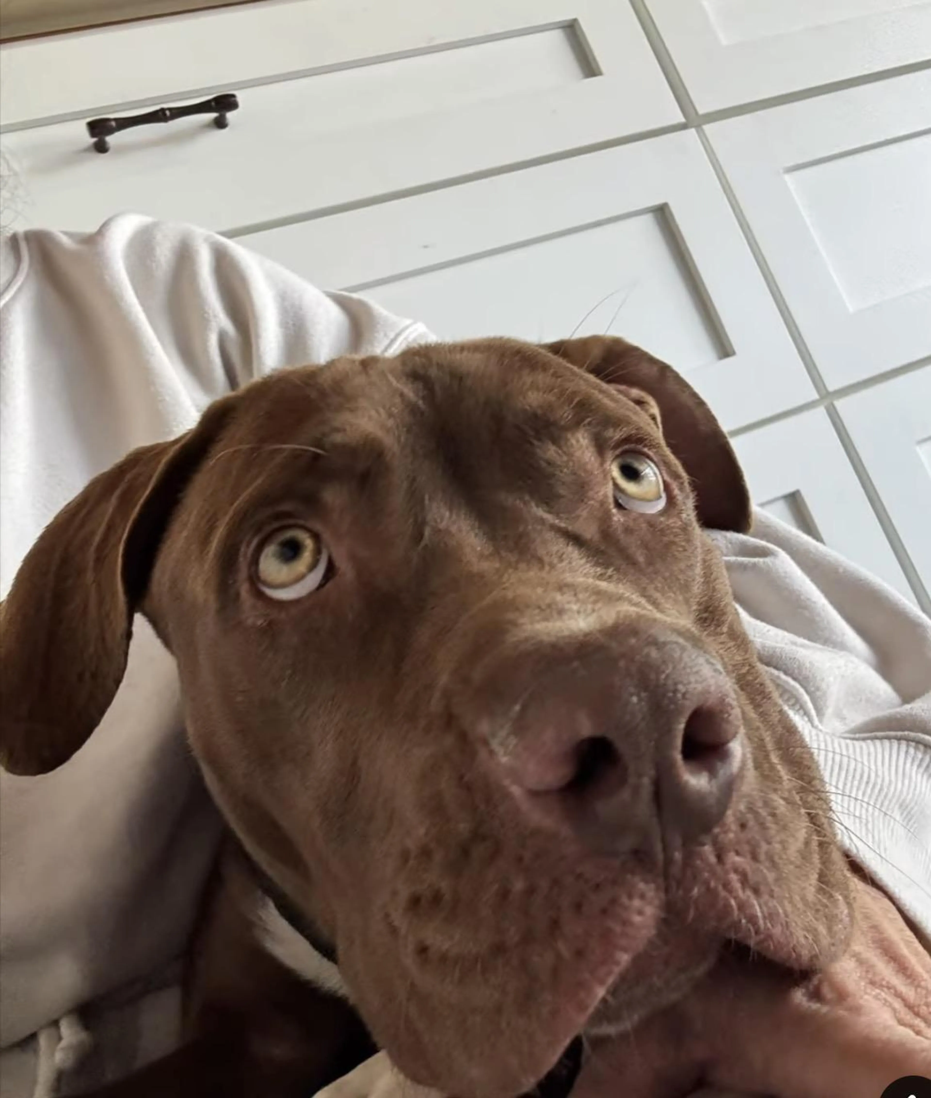 Found pet-1