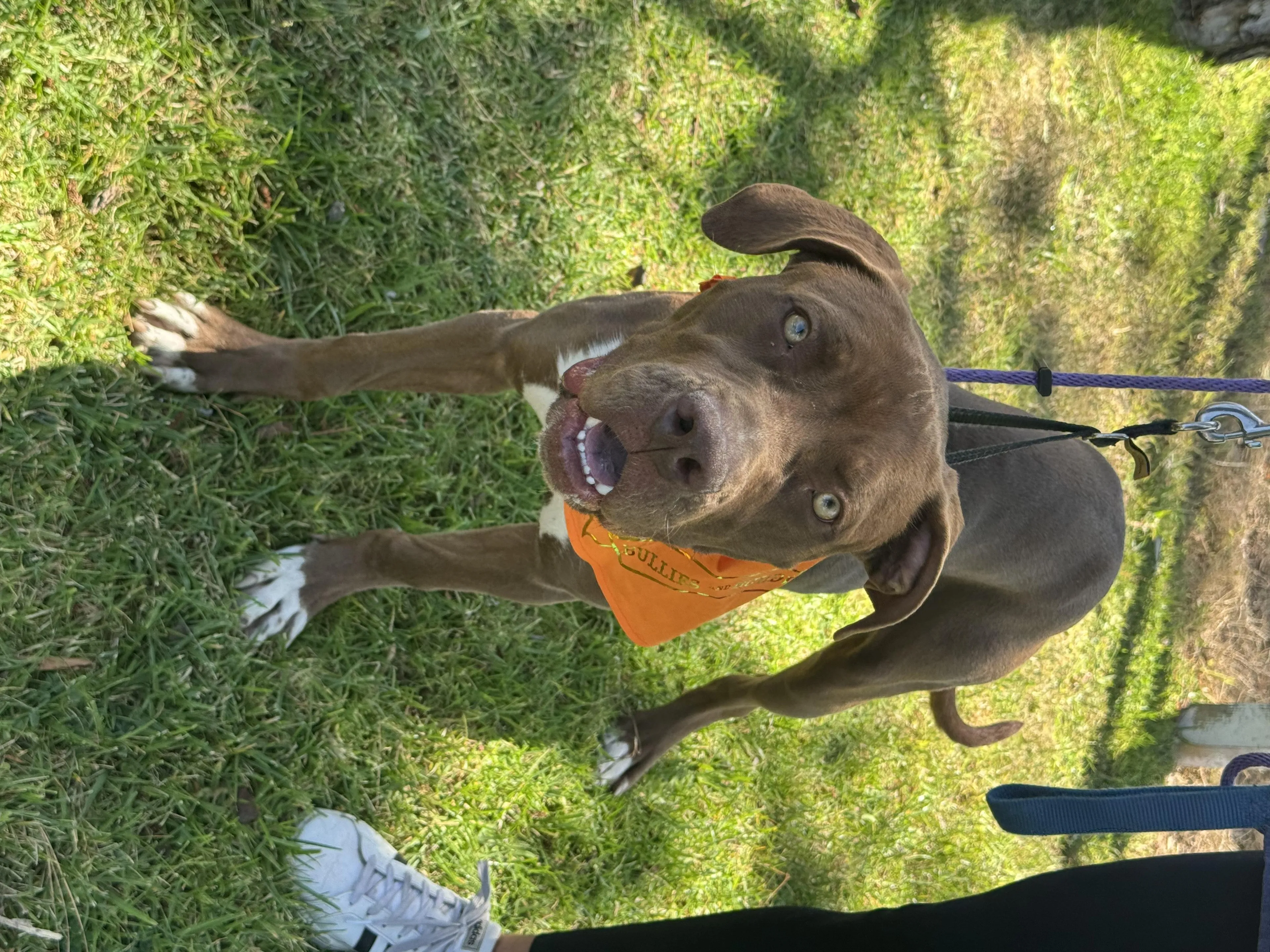 Found pet-1
