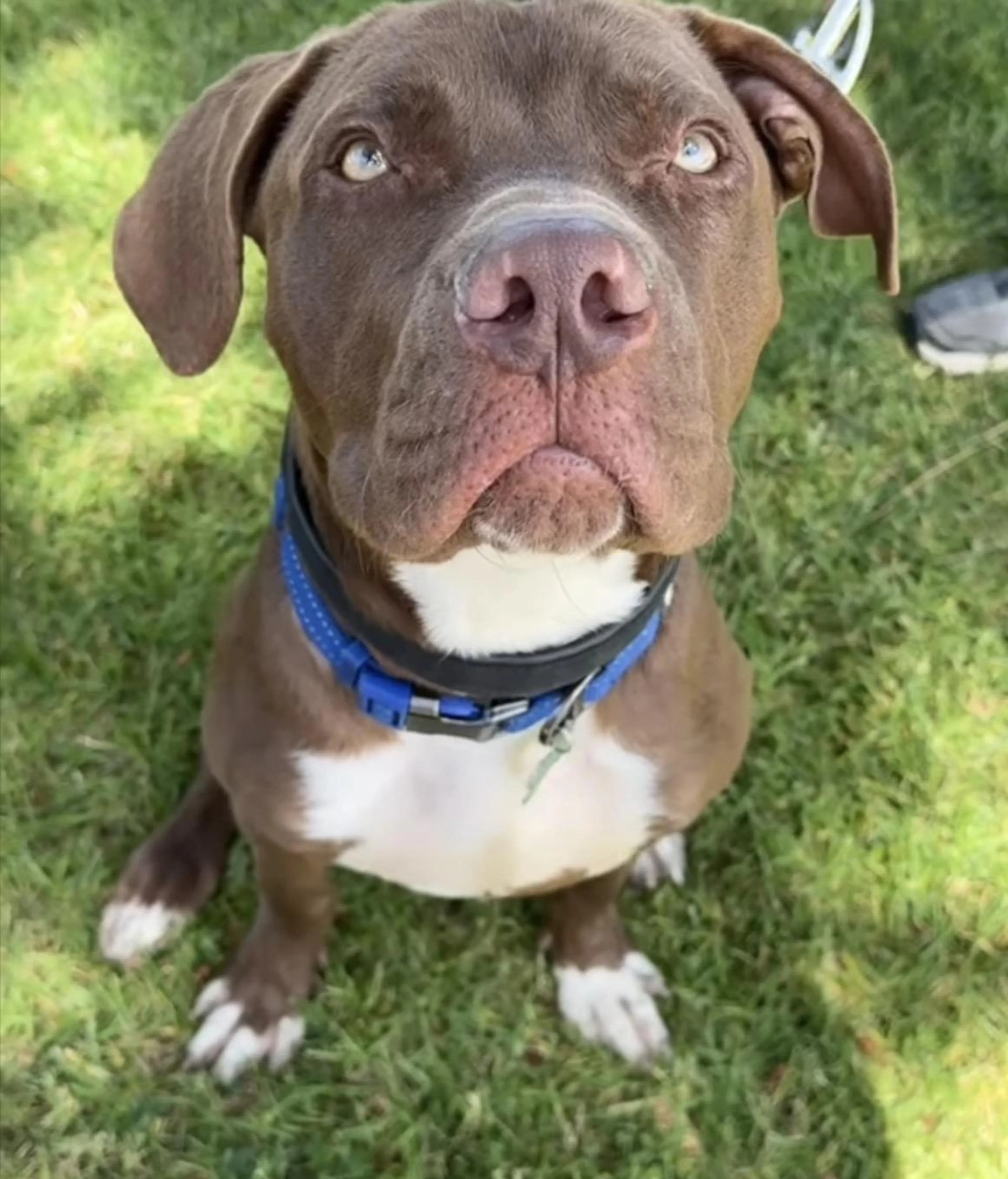 Found pet-2