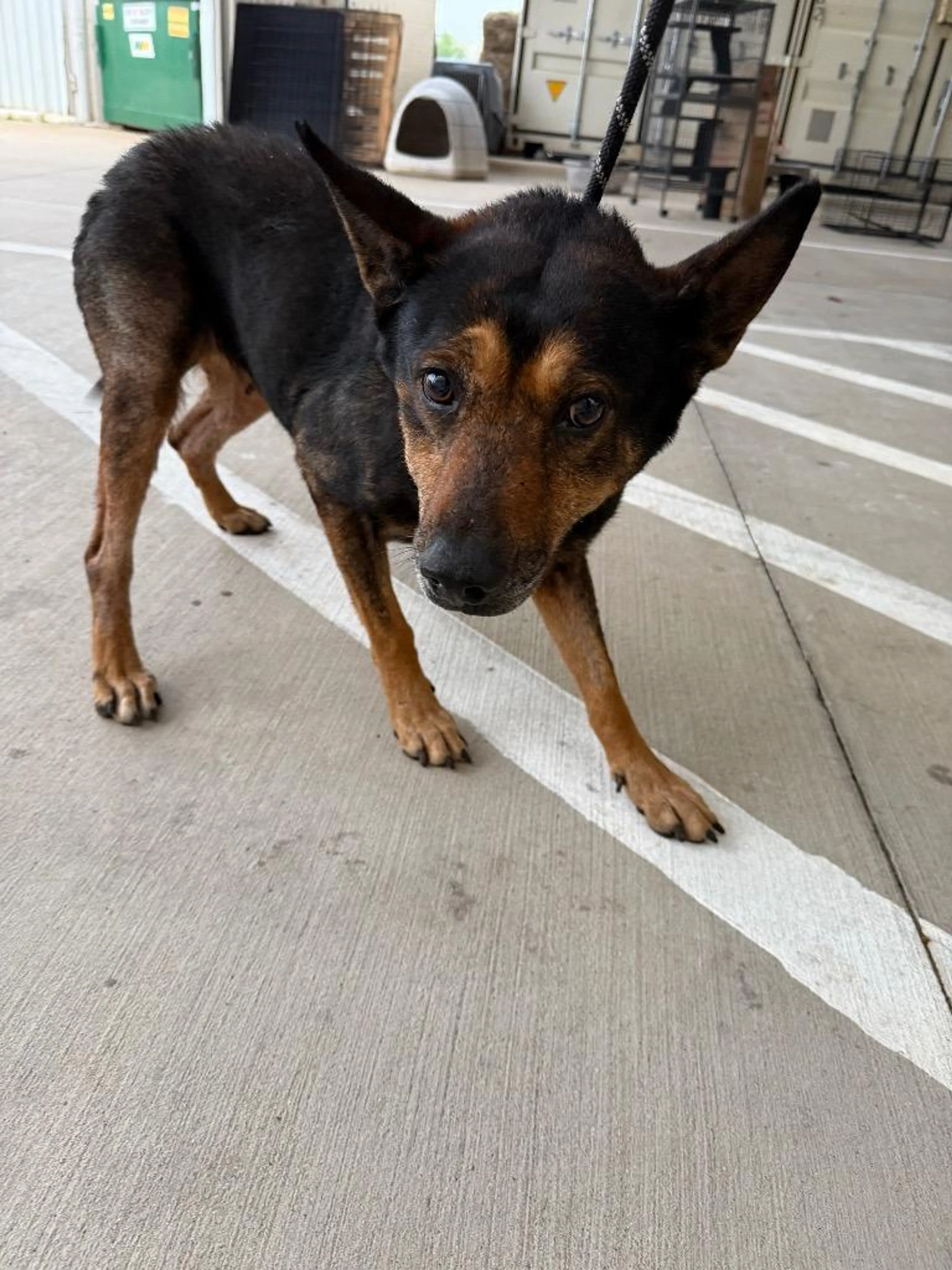 Found pet