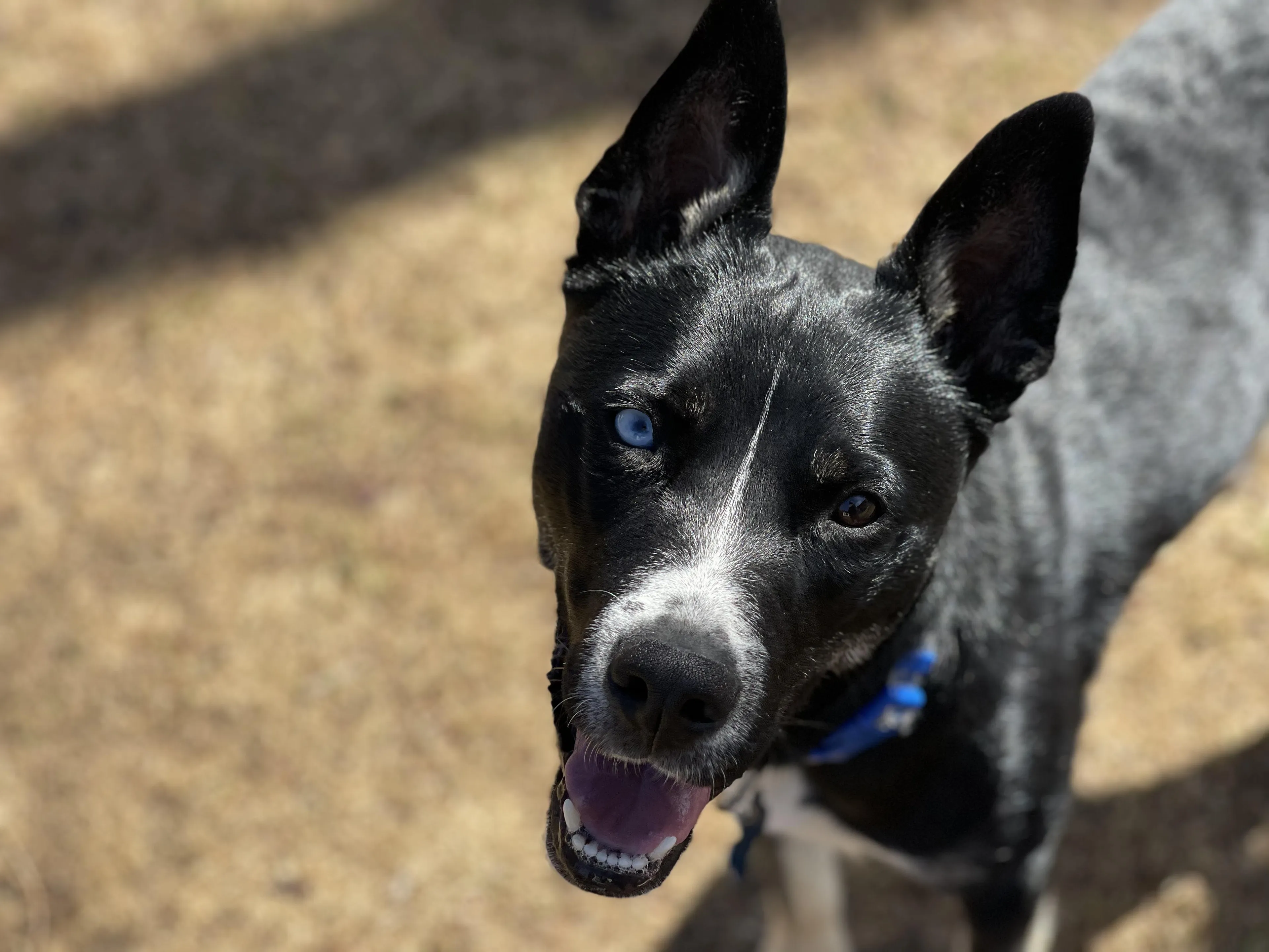 Found pet-3