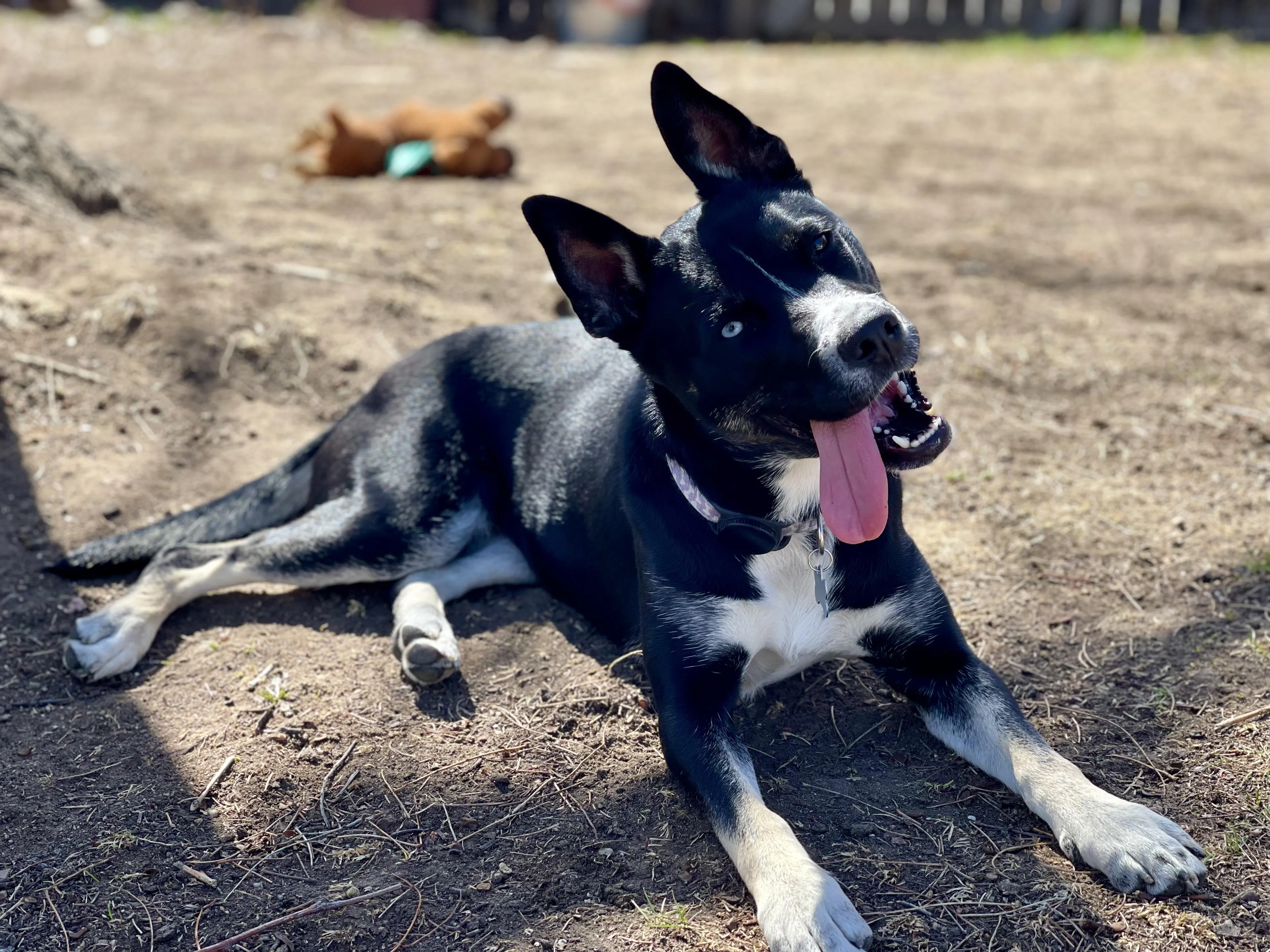 Found pet-1