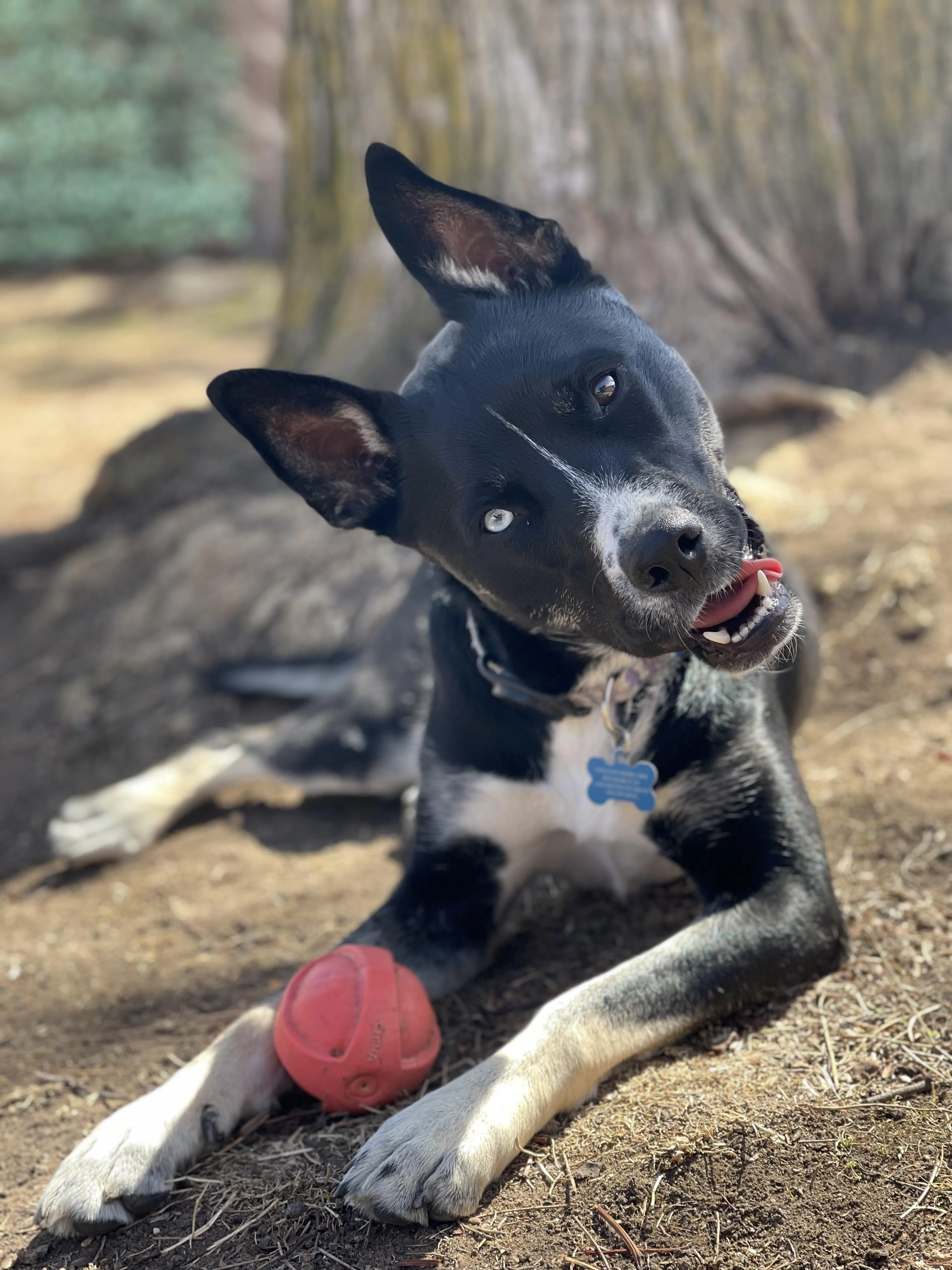 Found pet-4