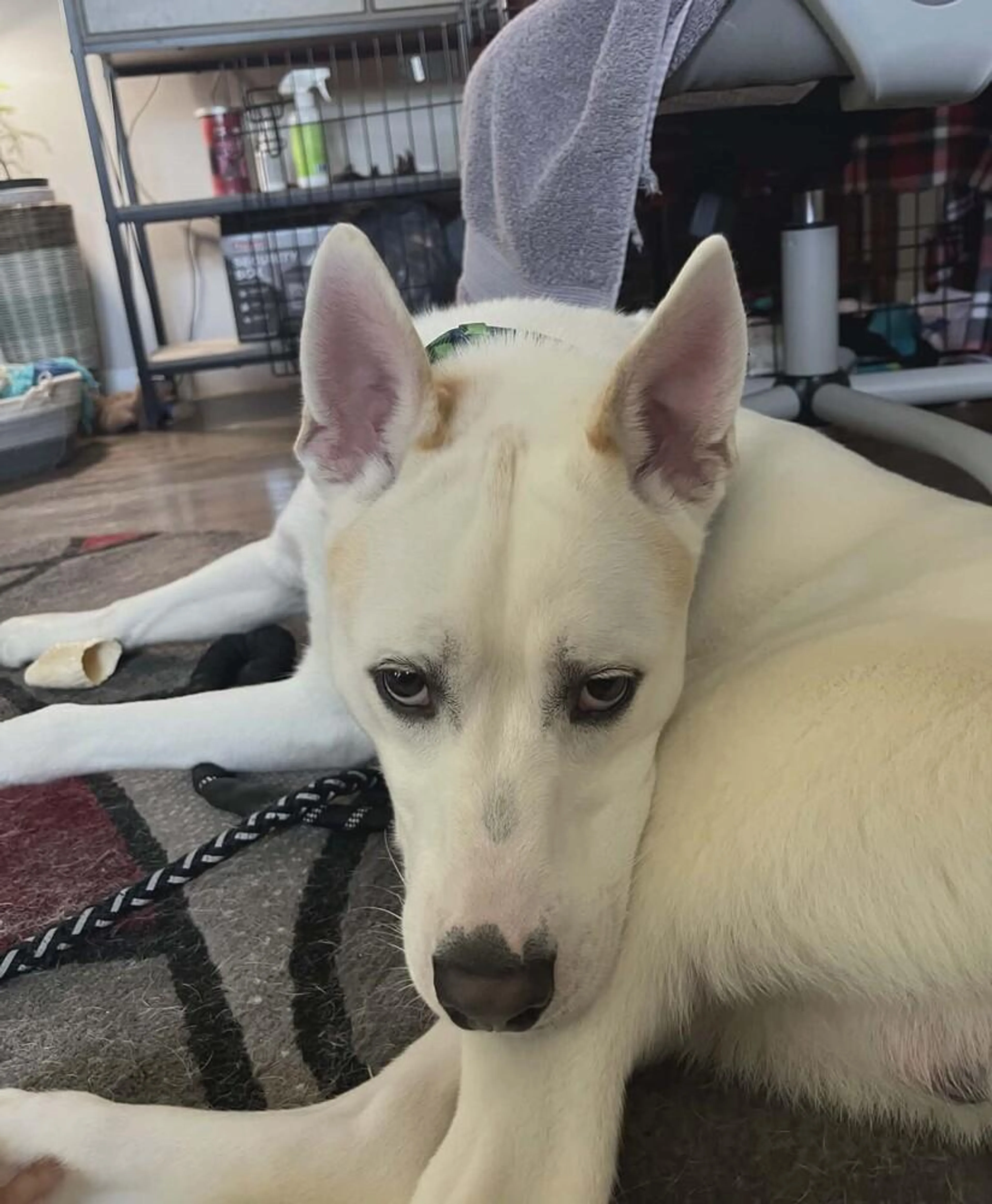 Found pet-1