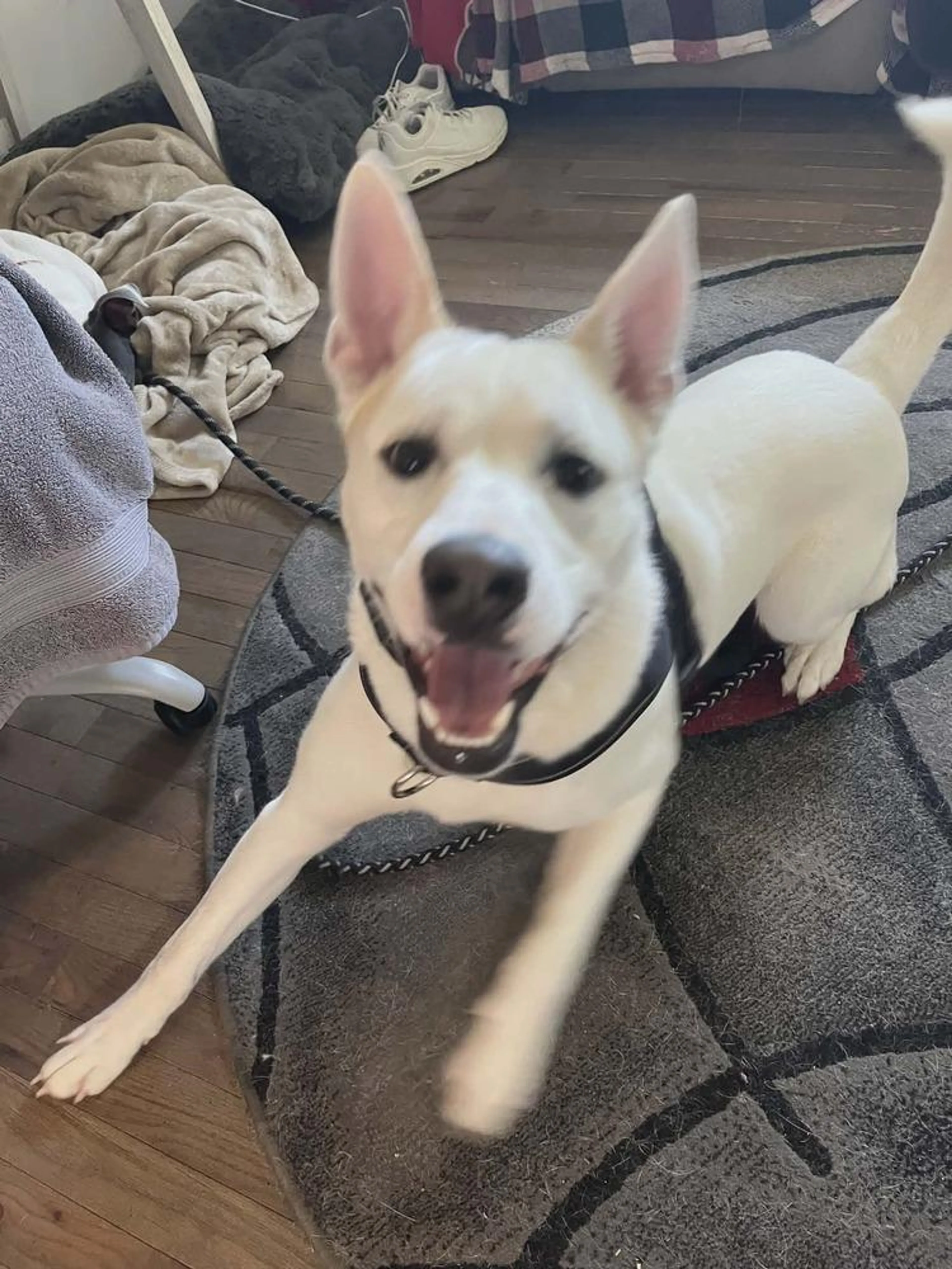 Found pet-0