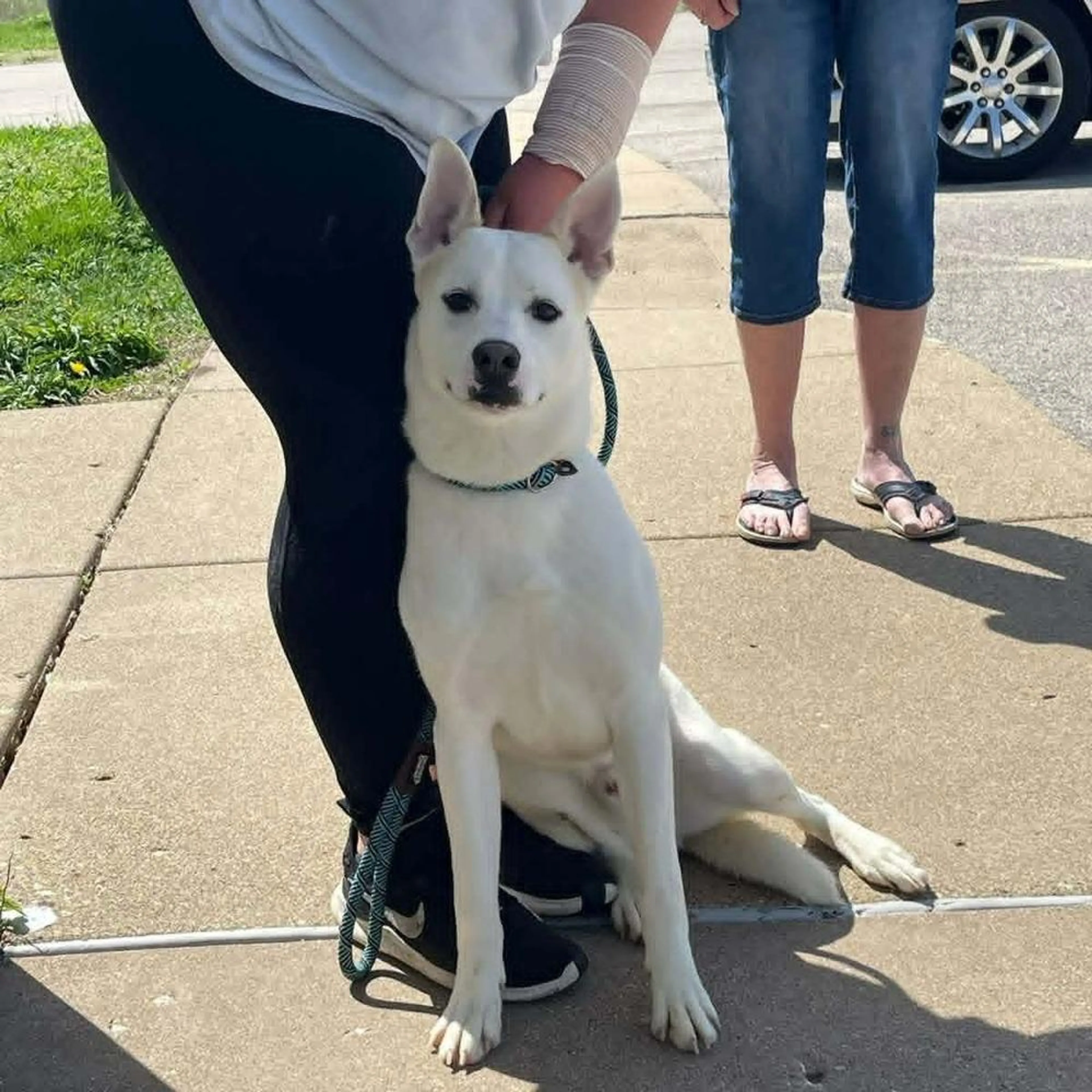Found pet-4