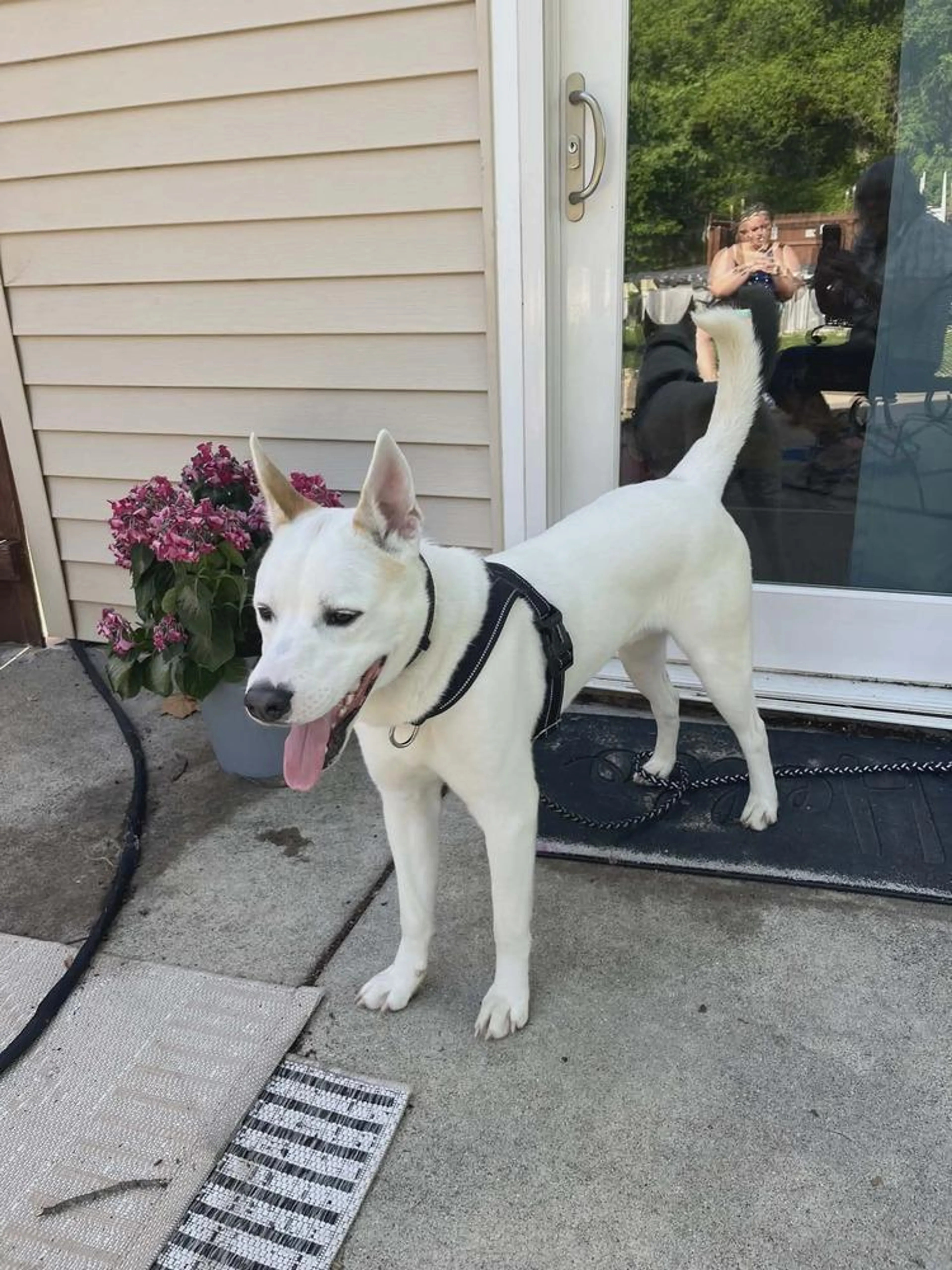 Found pet-2