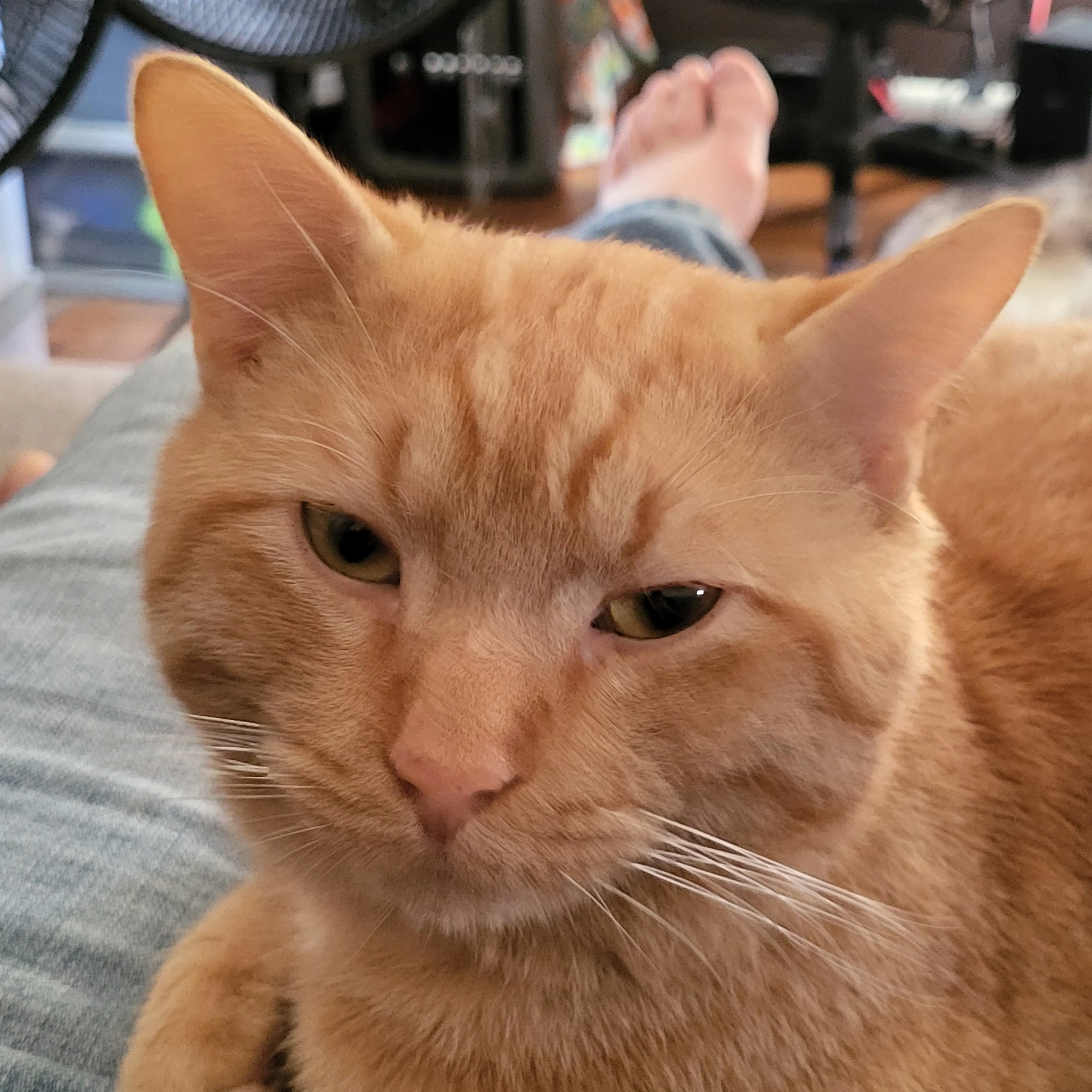 Lost pet-2
