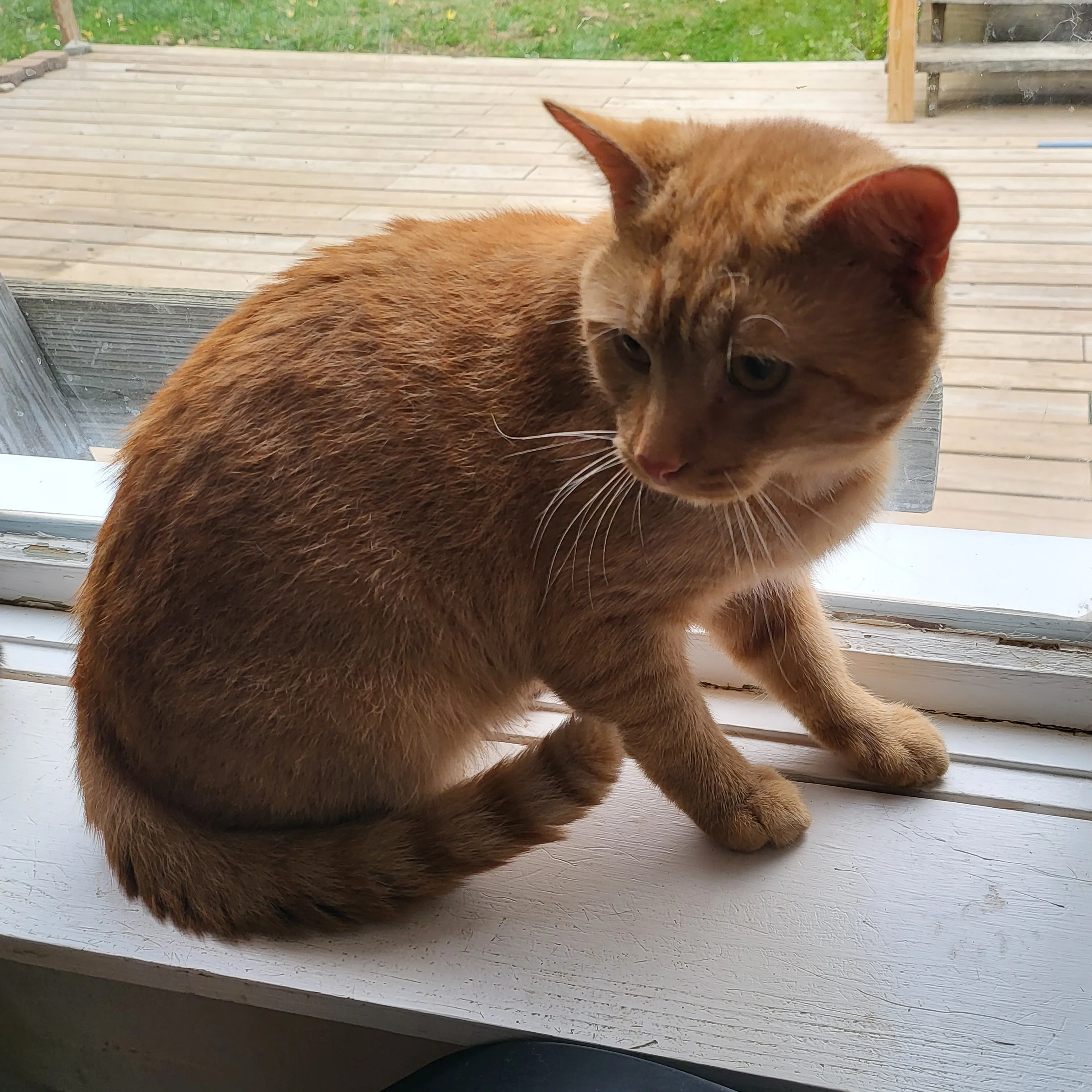 Lost pet-1