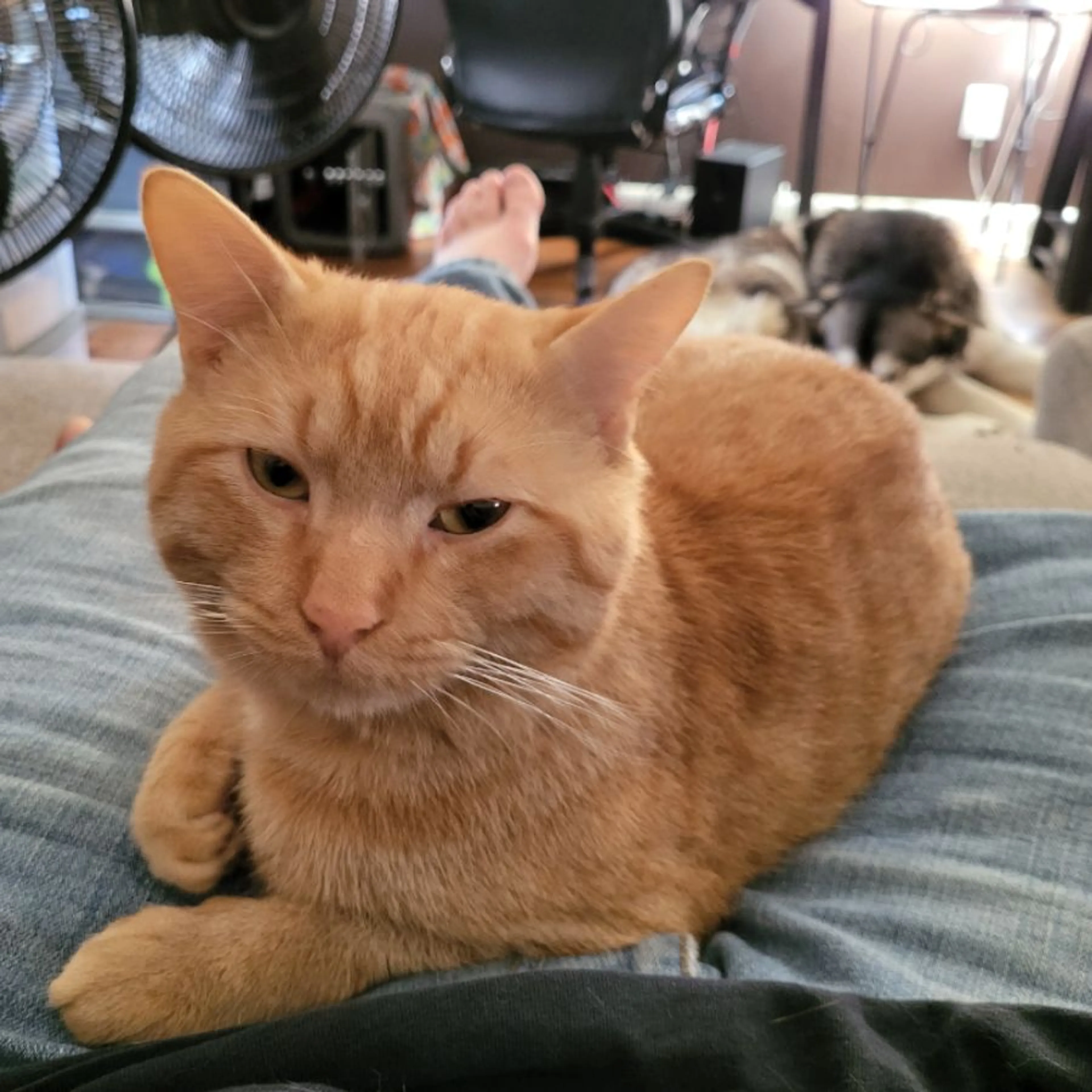 Lost pet-0