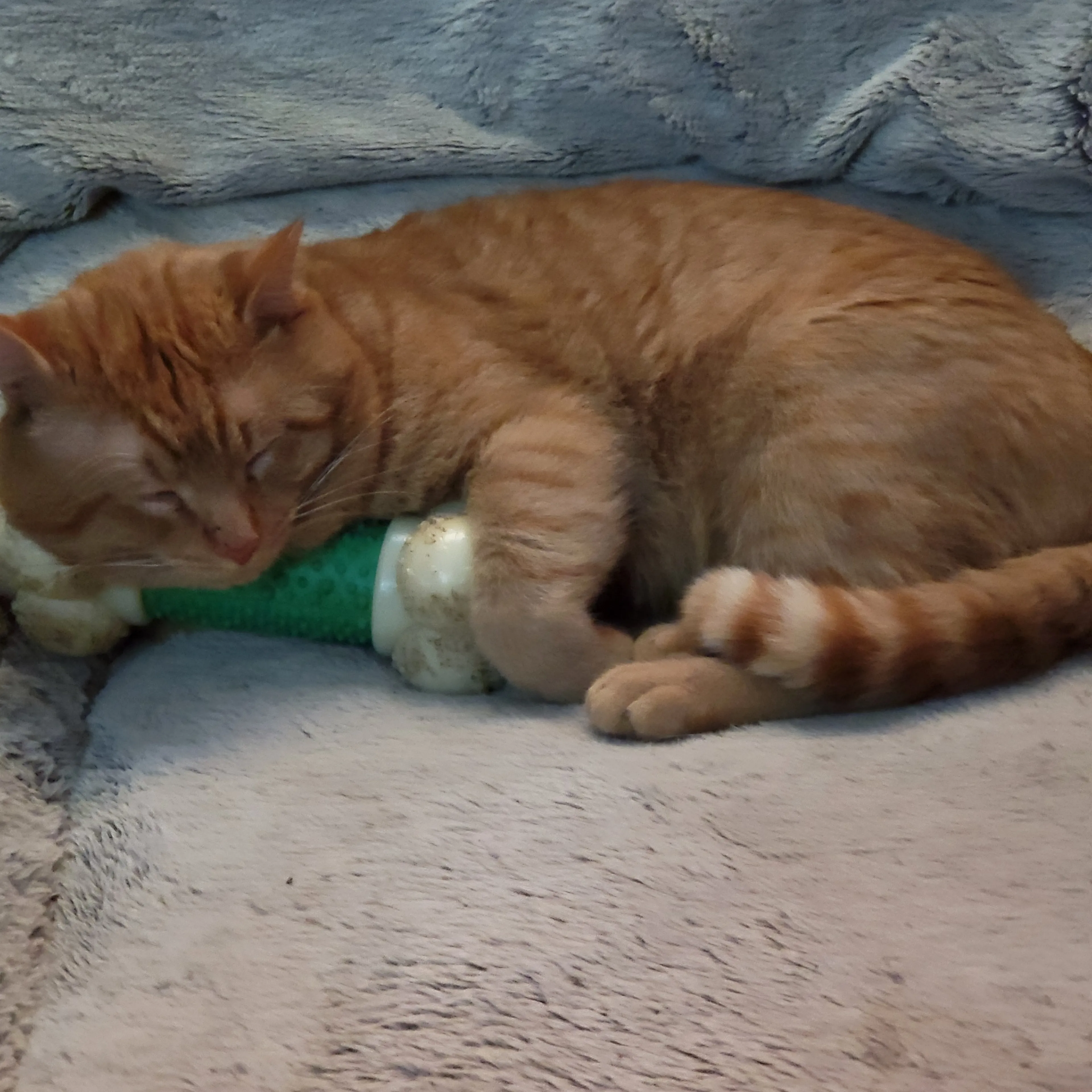 Lost pet-3