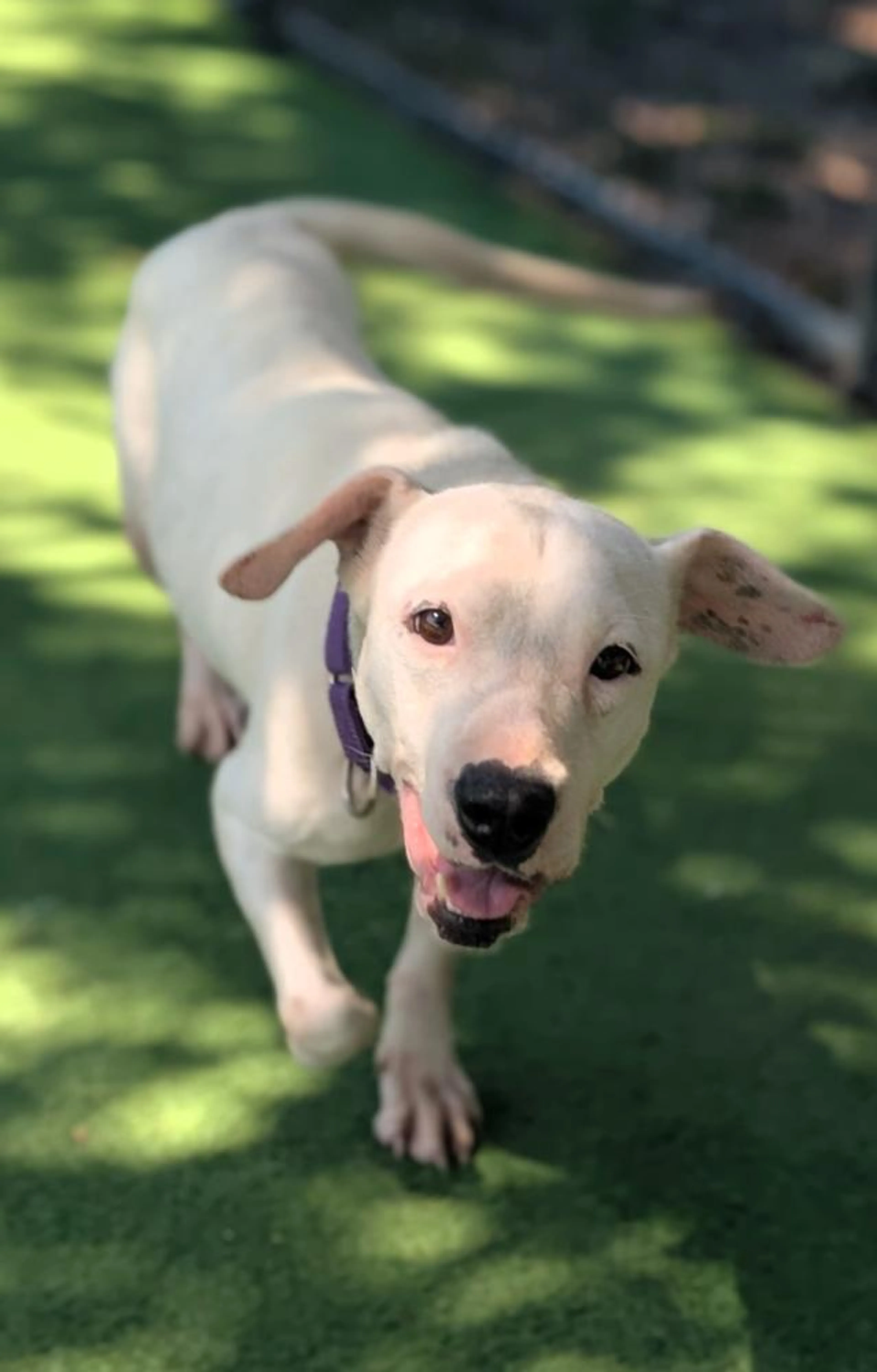 Found pet-4