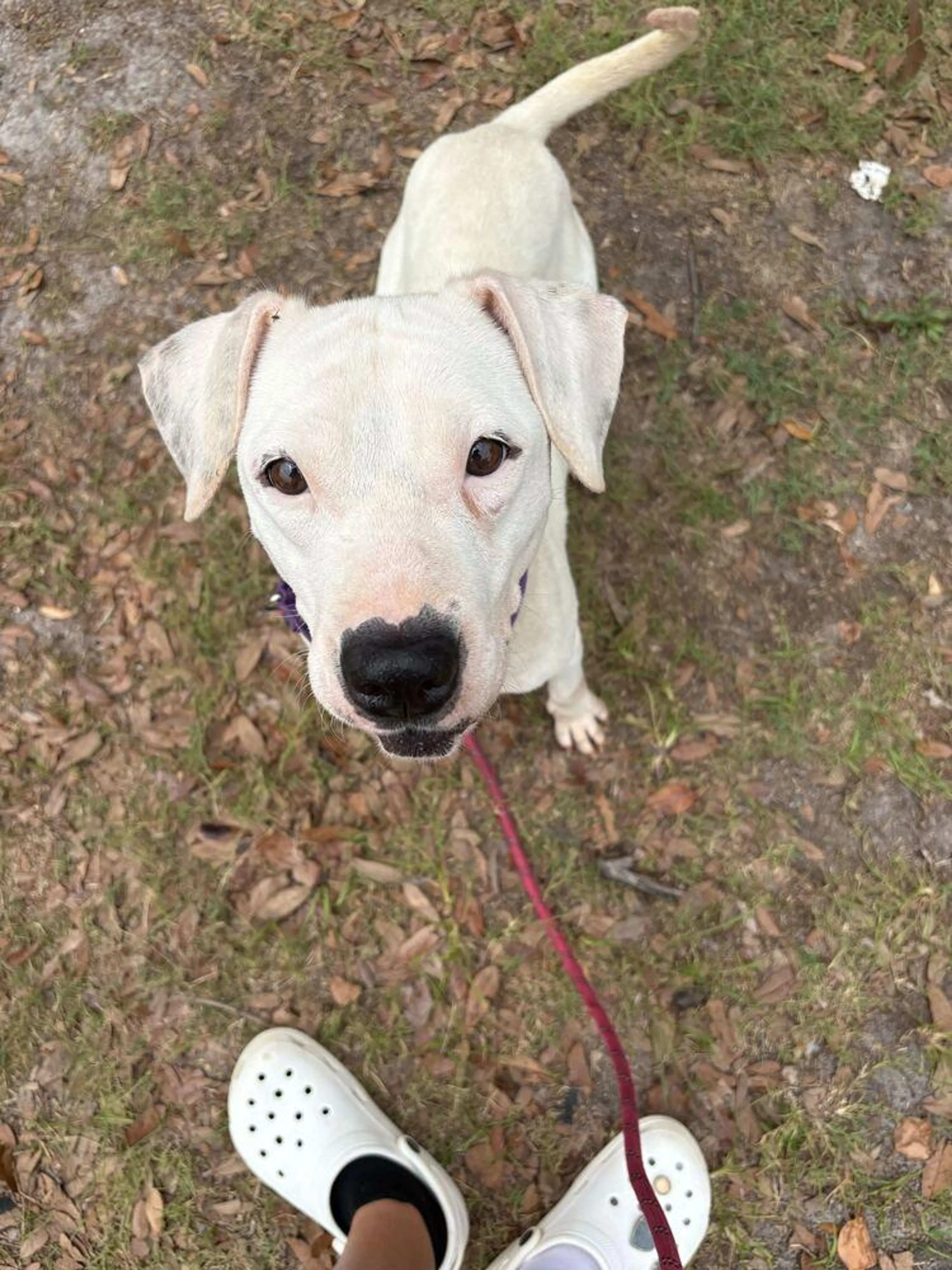 Found pet-5