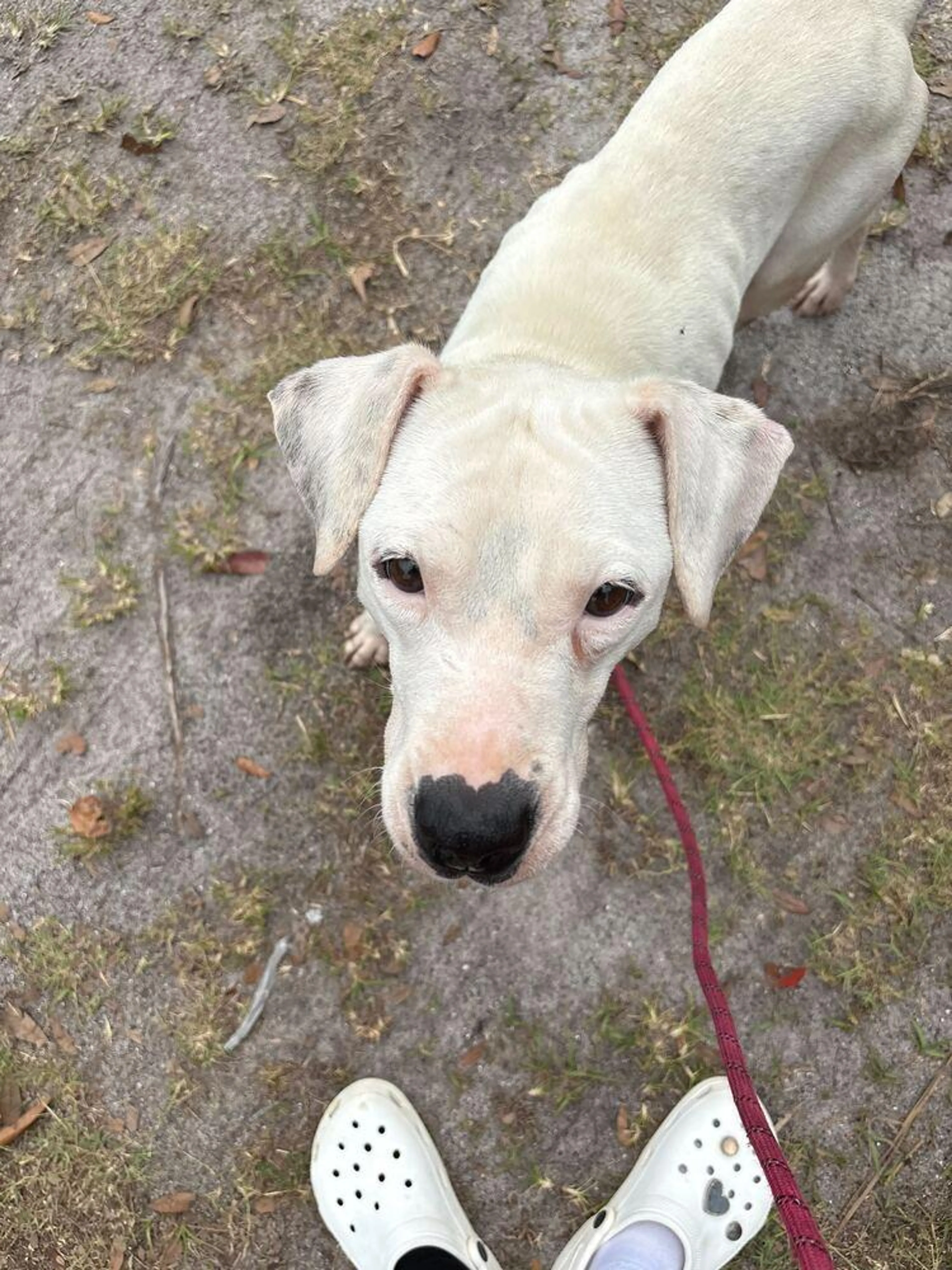 Found pet-2
