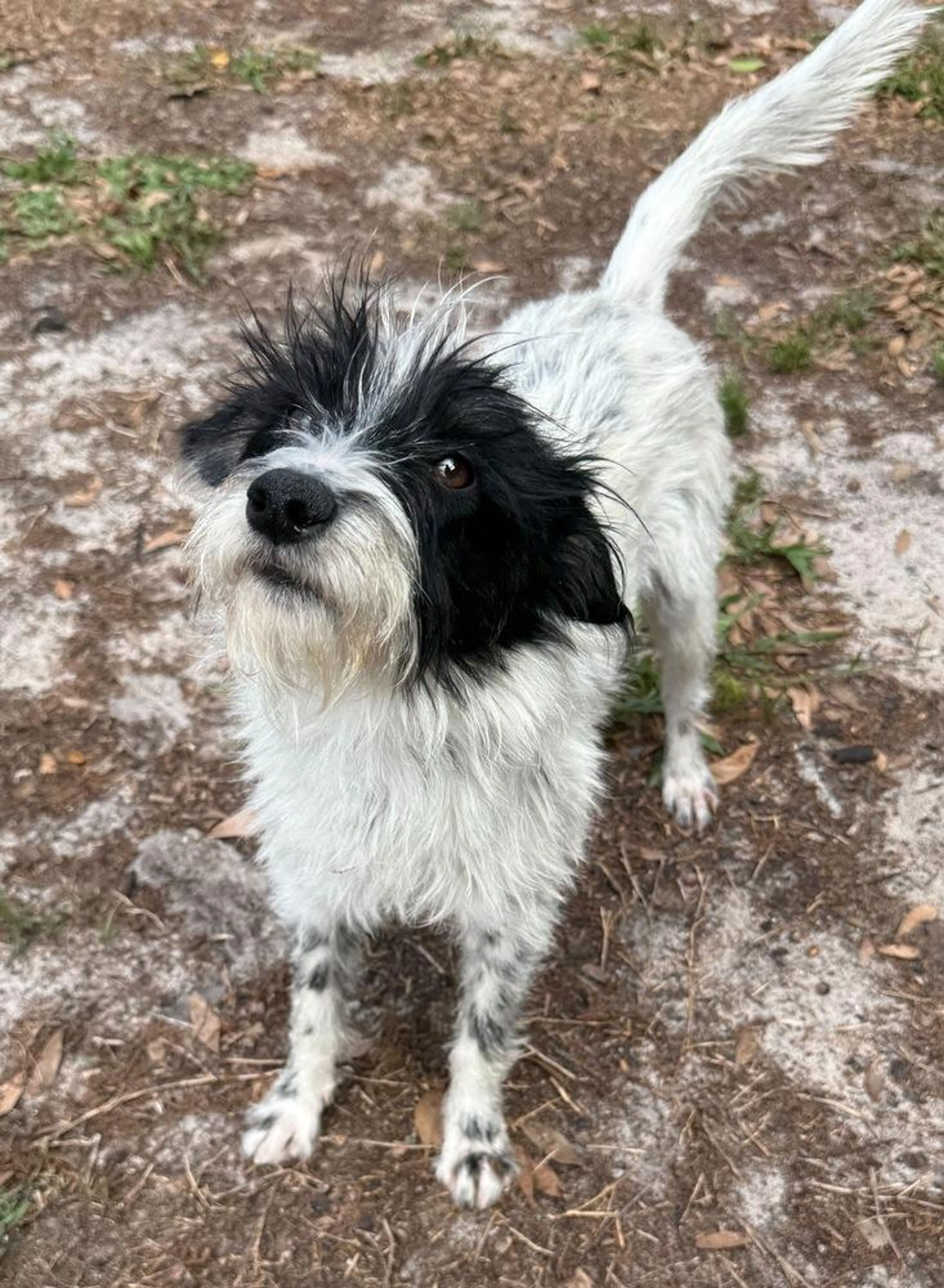 Found pet-1