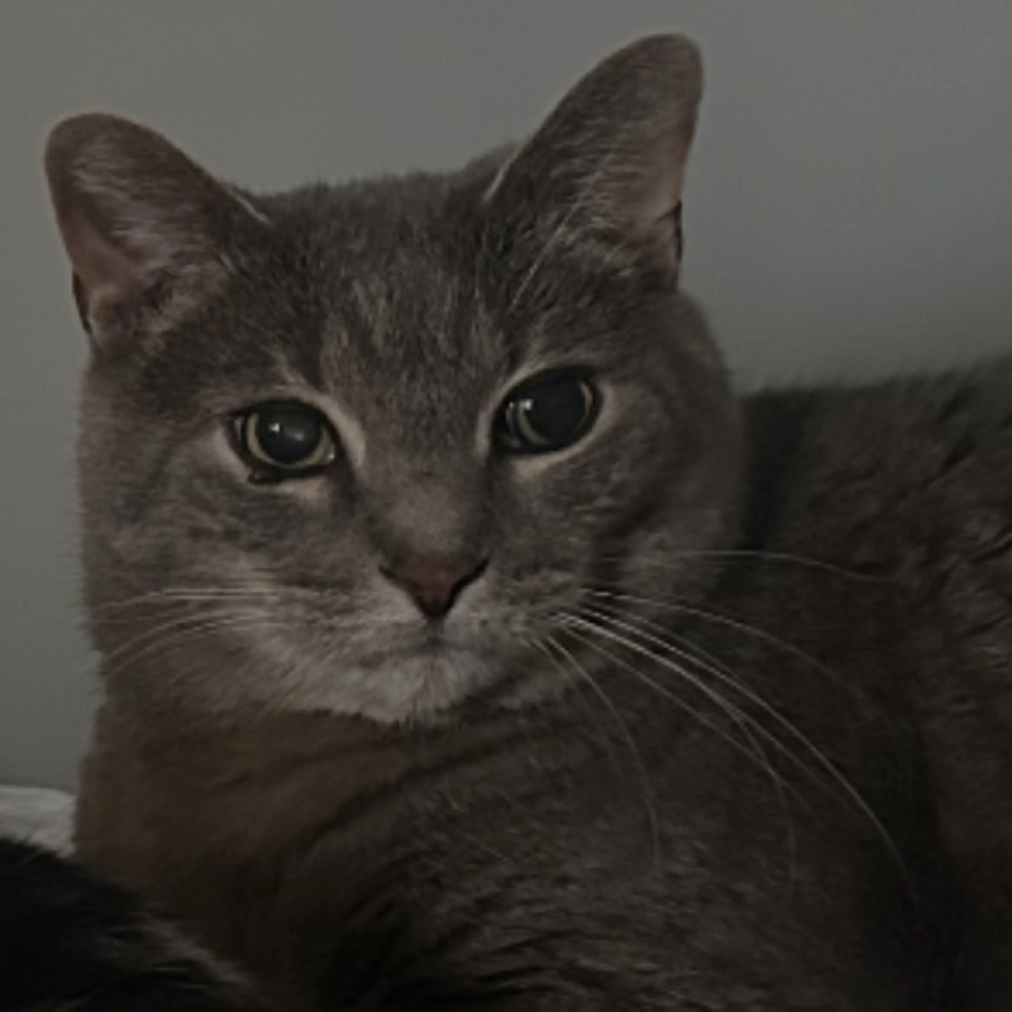 Lost pet