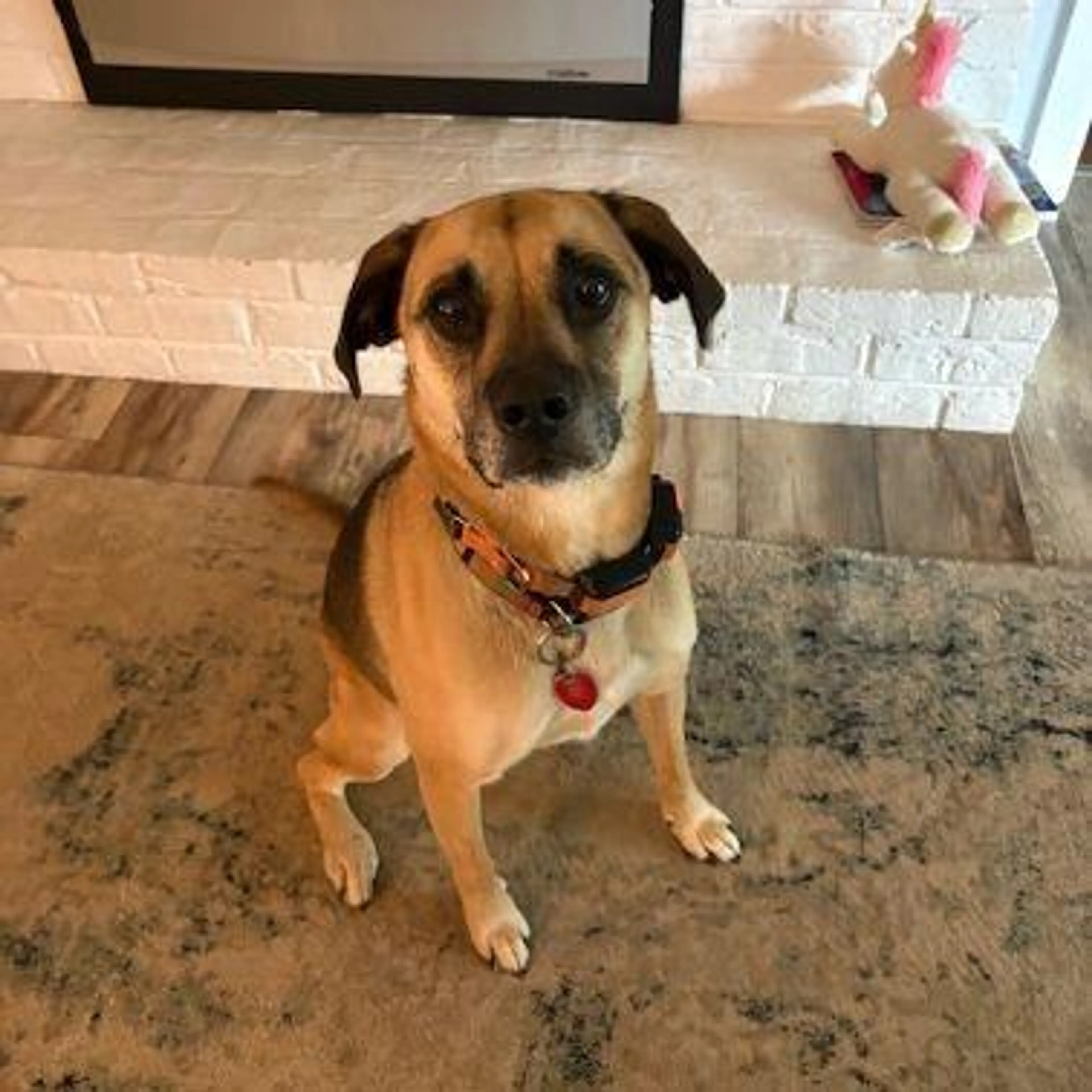 Found pet-1