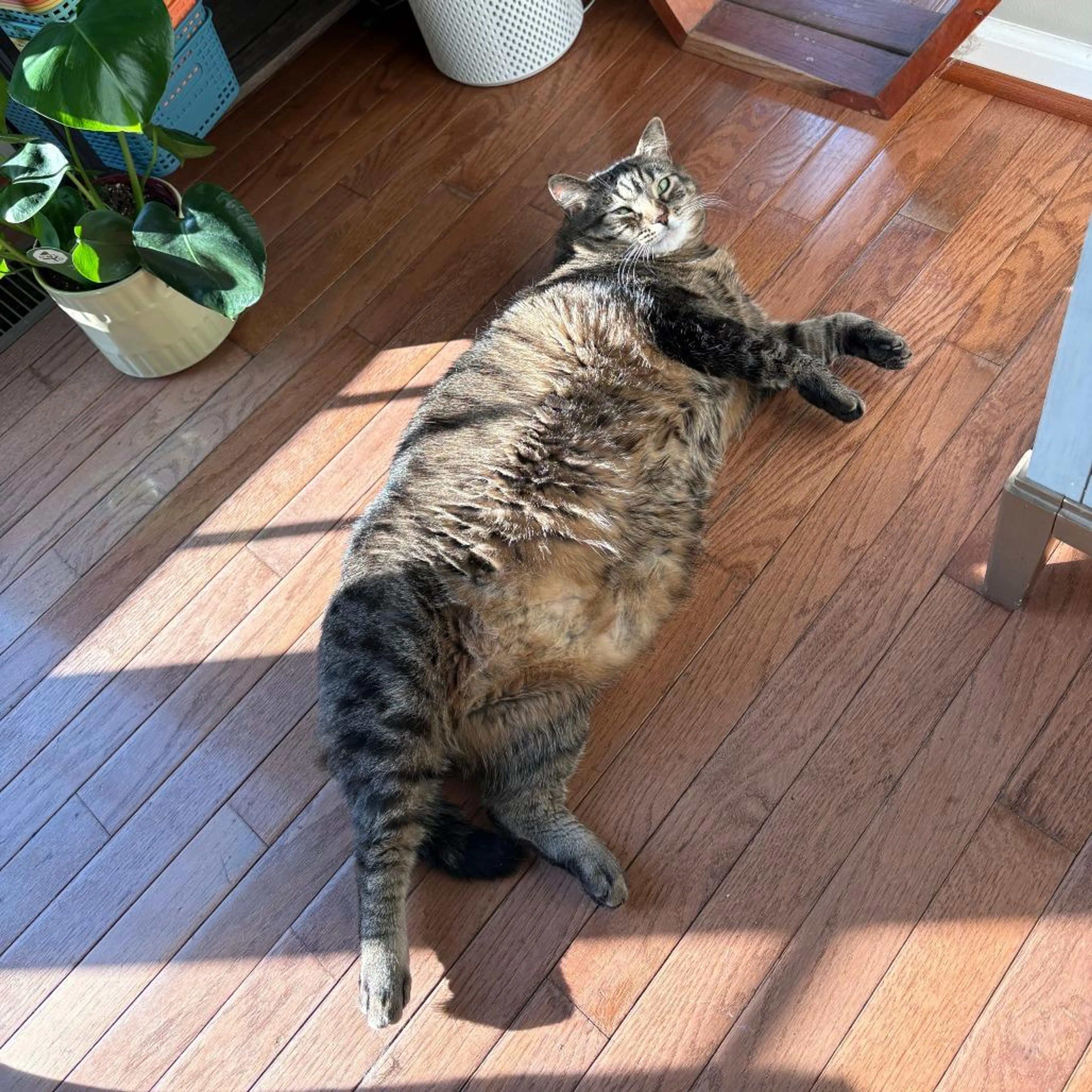 Found pet-0