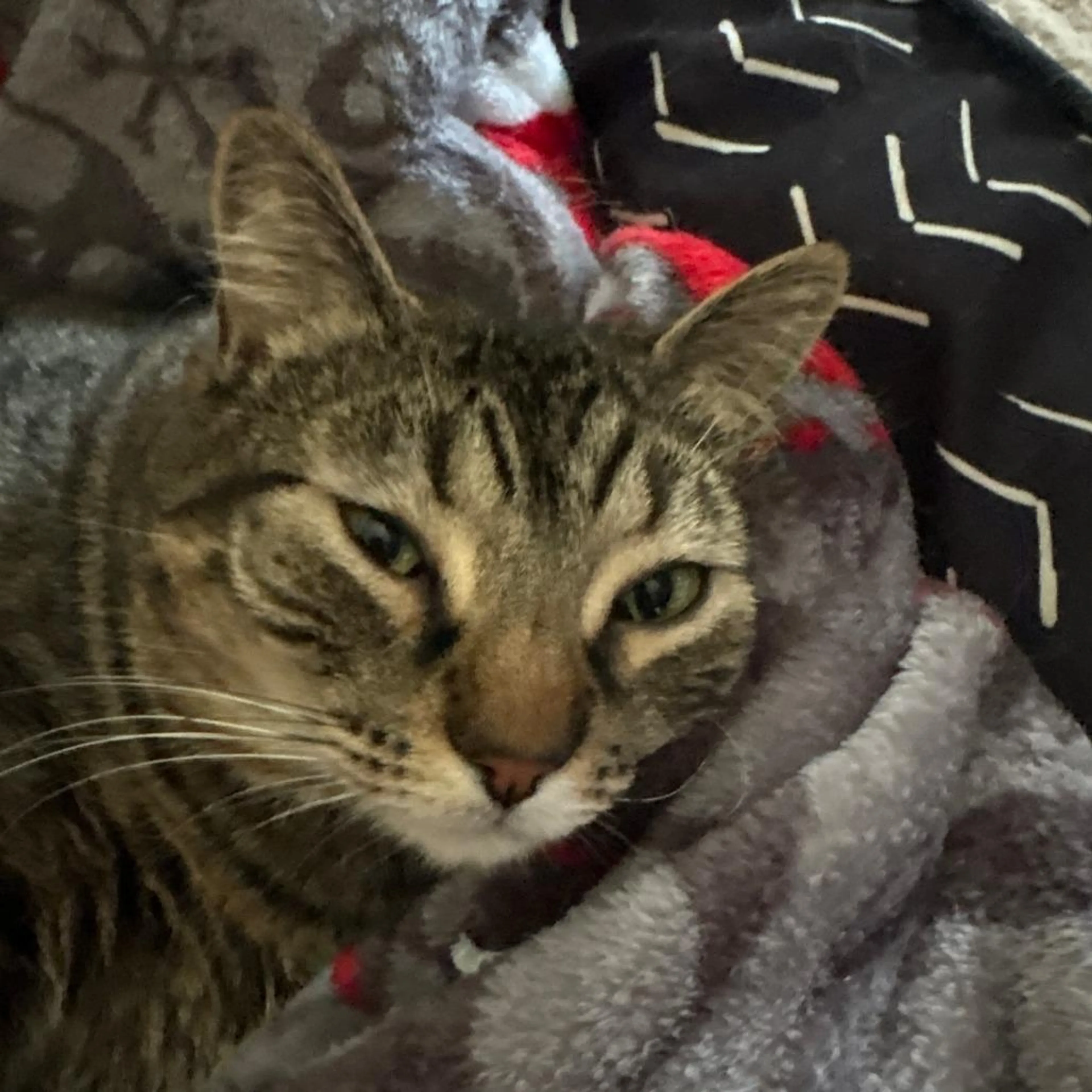 Found pet-1
