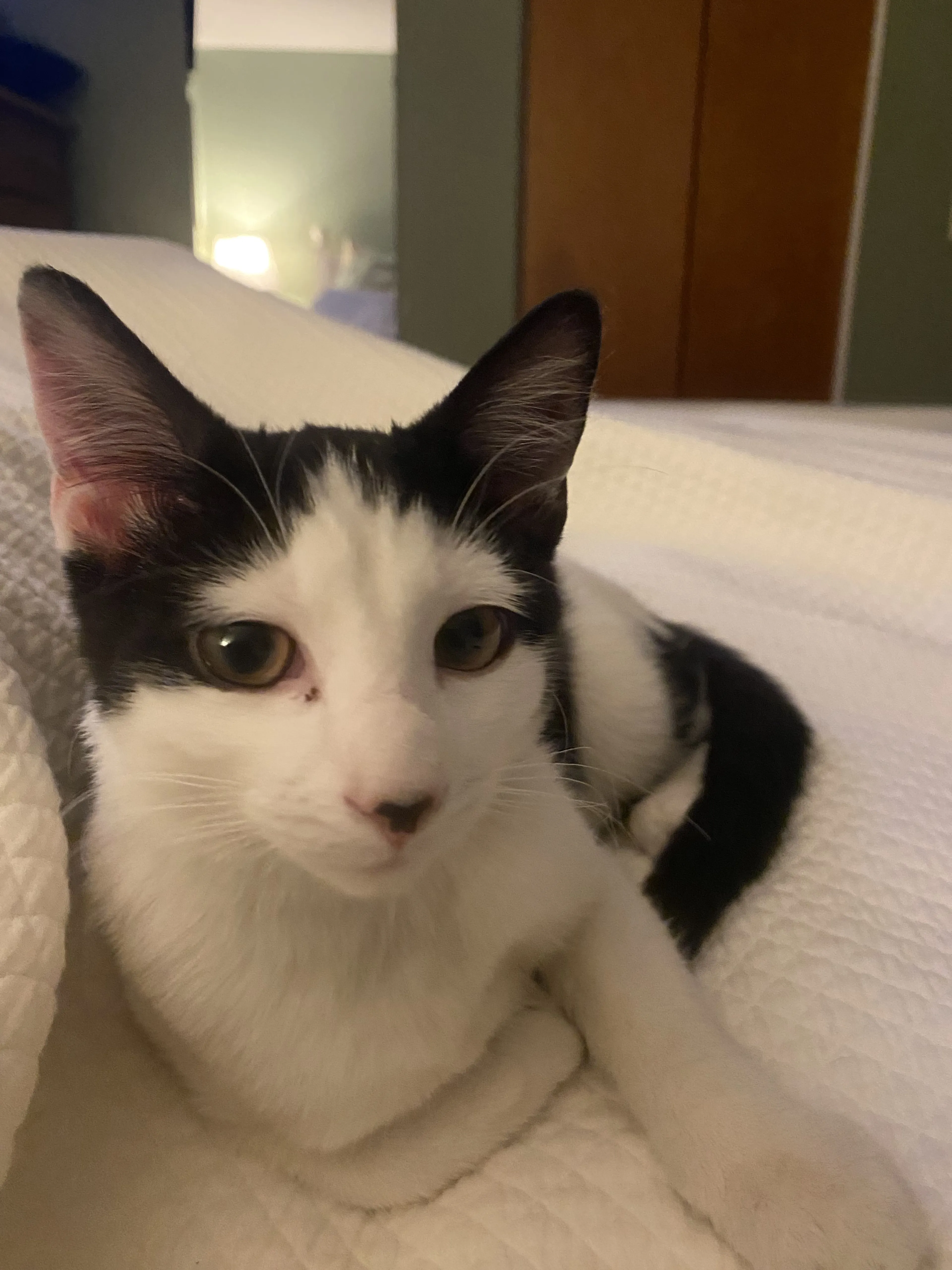 Lost pet-2