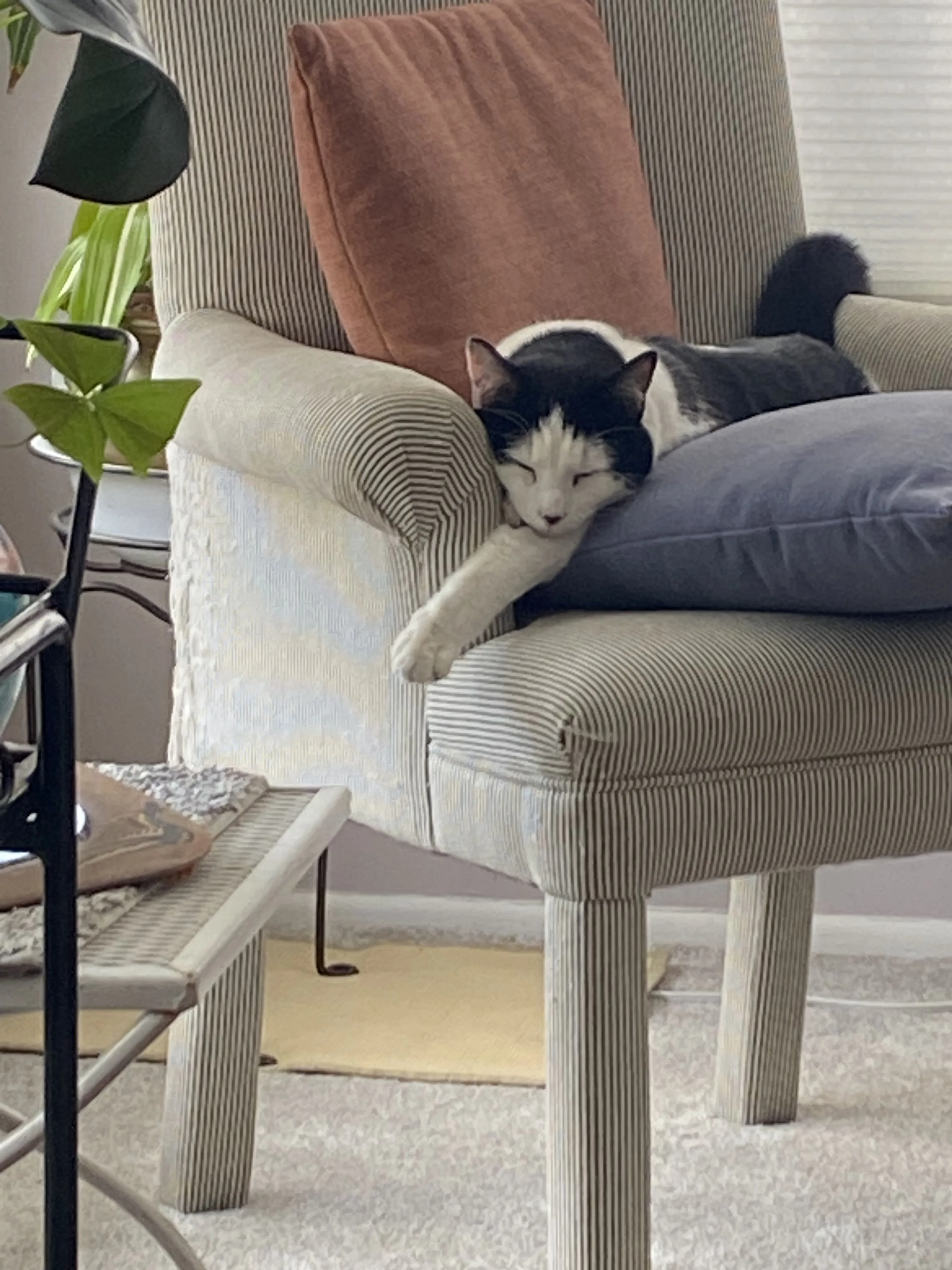Lost pet-1