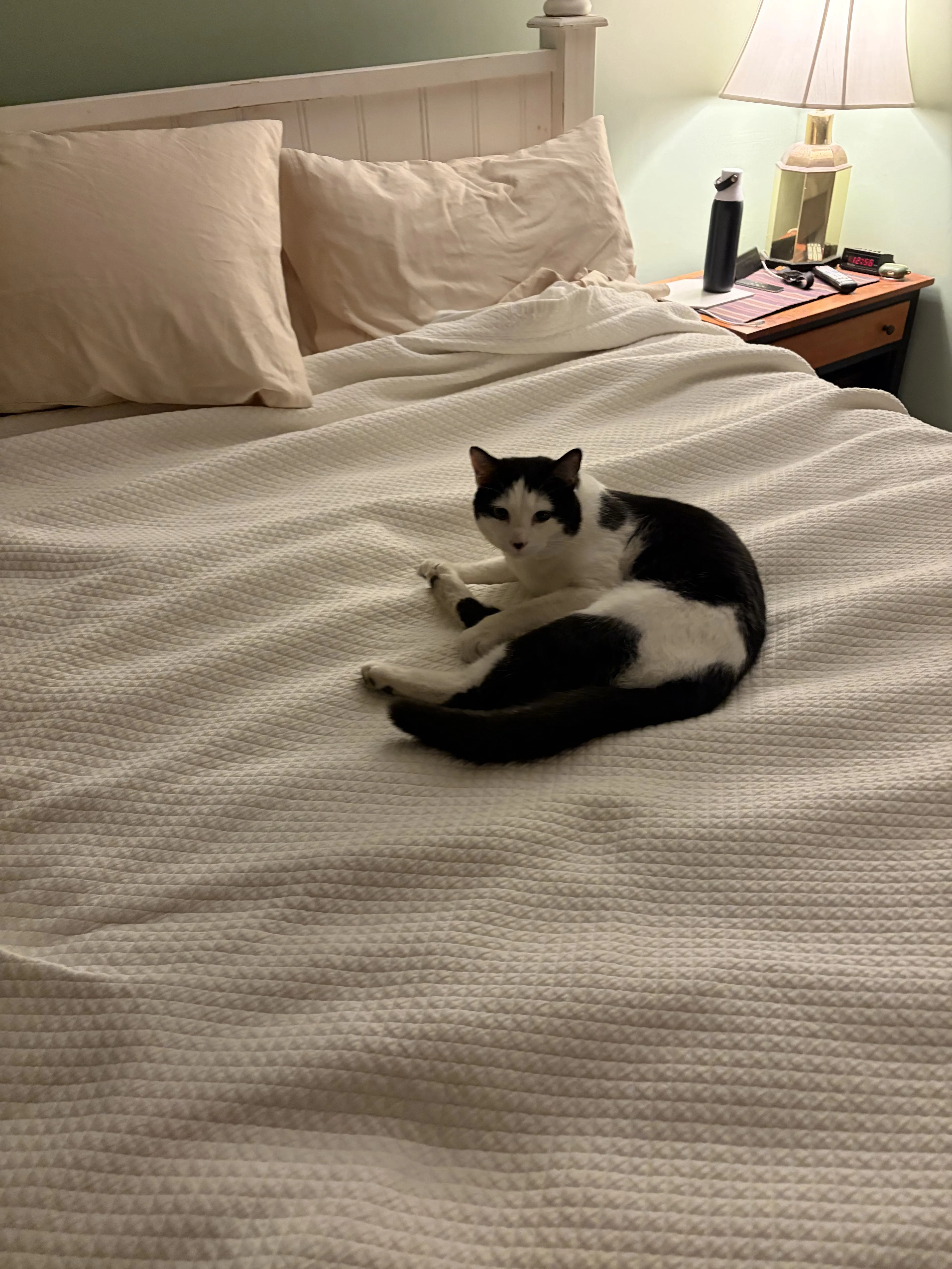 Lost pet-0