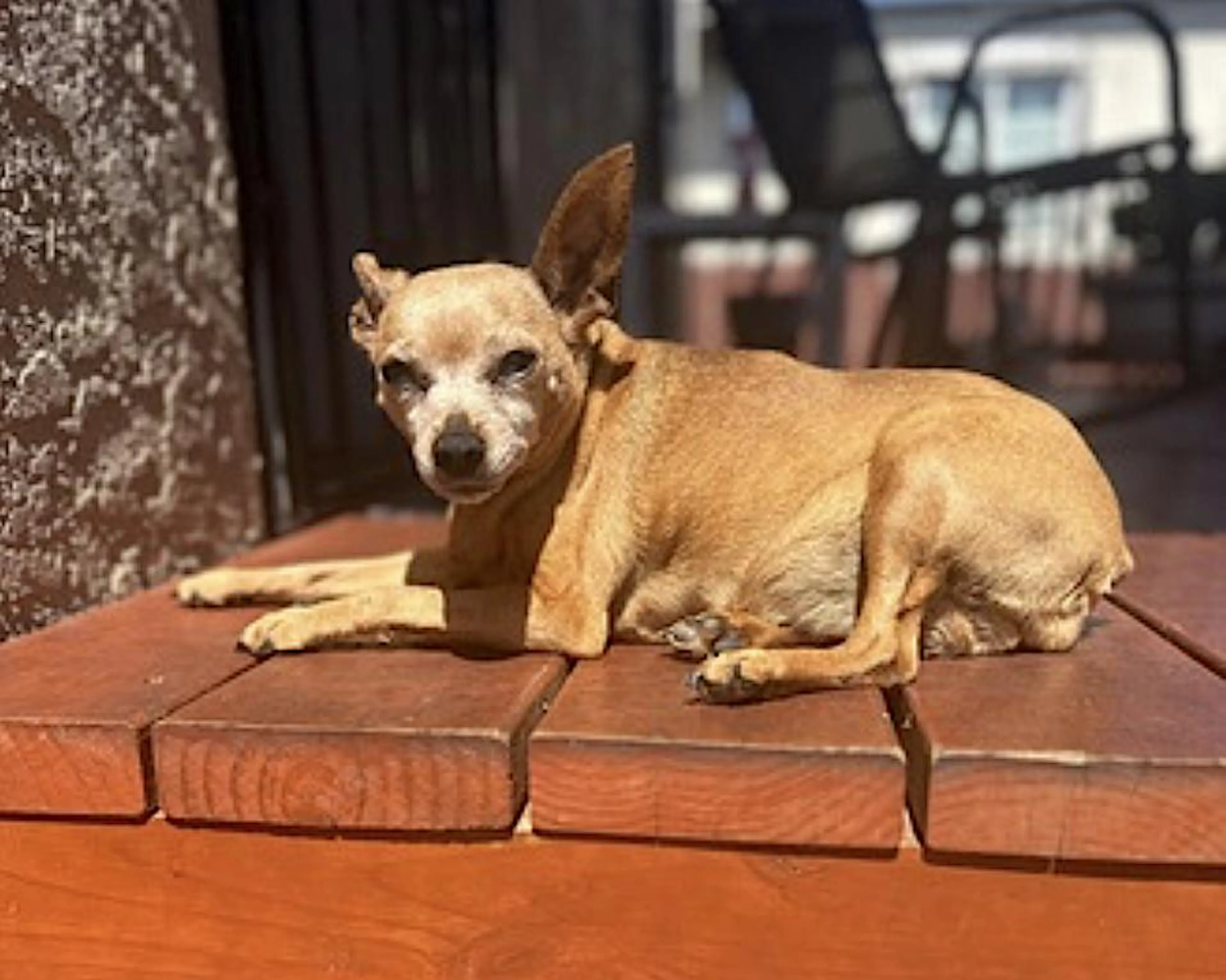 Found pet-0