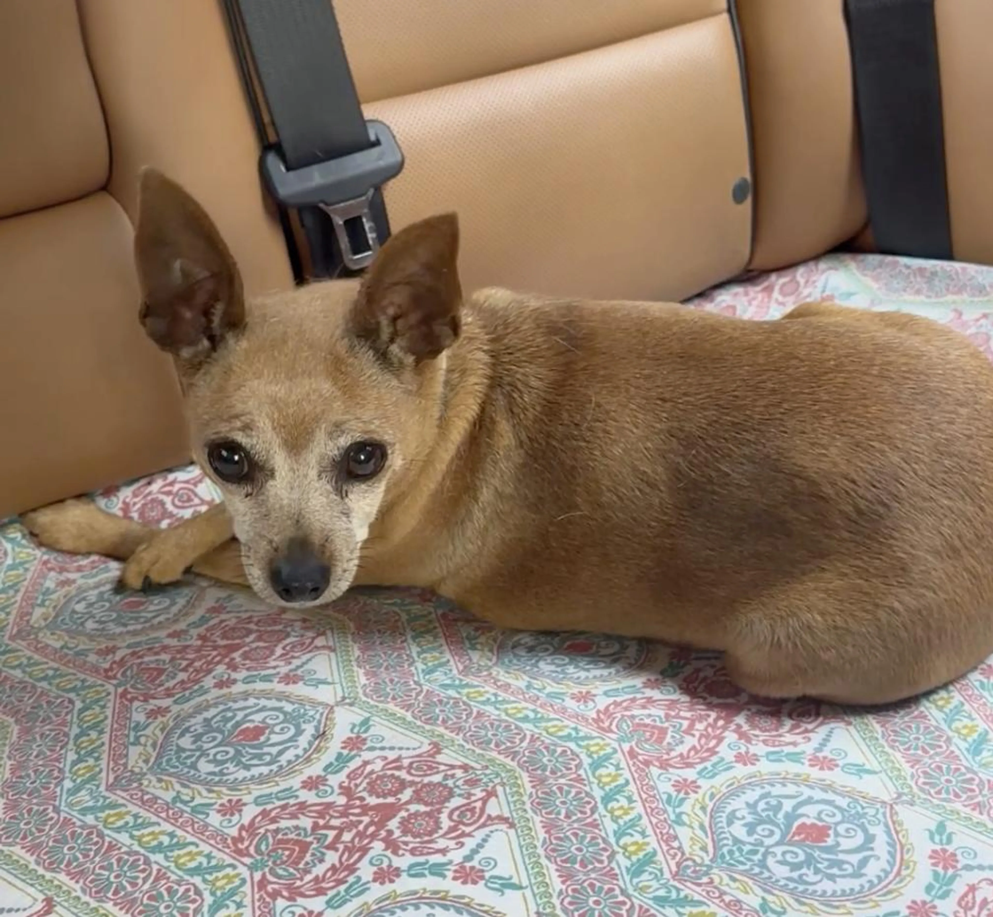 Found pet-4