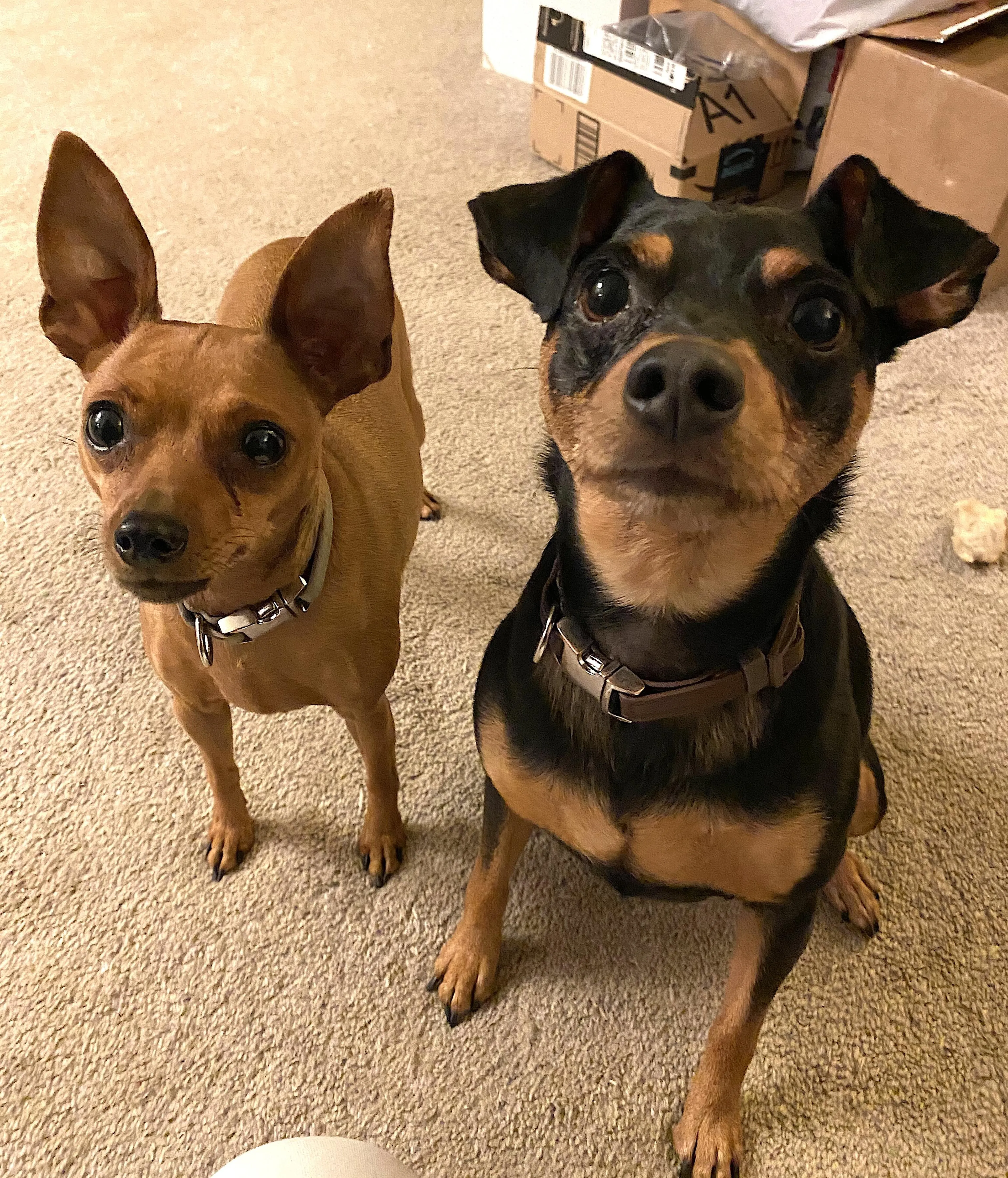 Found pet-1