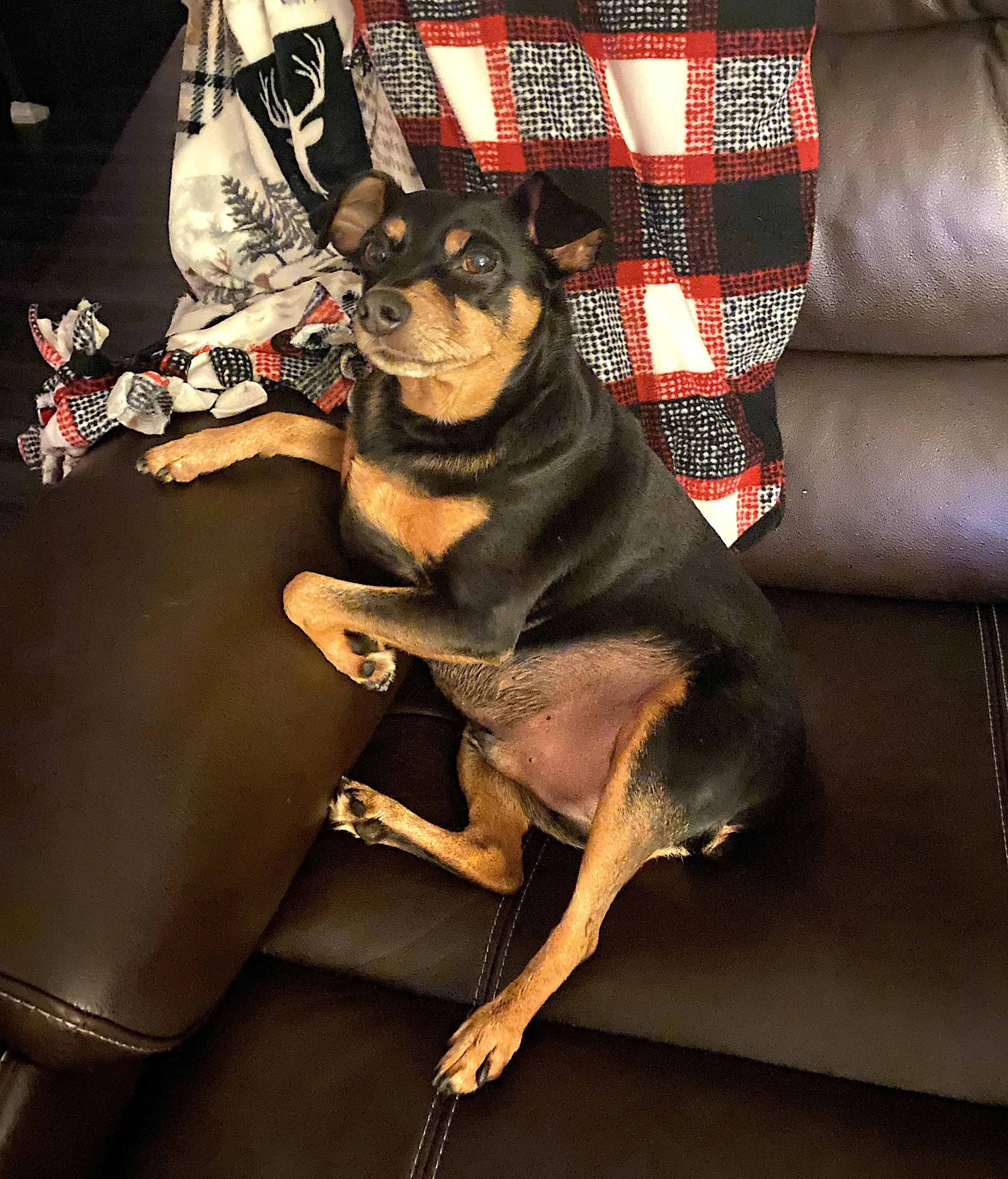 Found pet-2