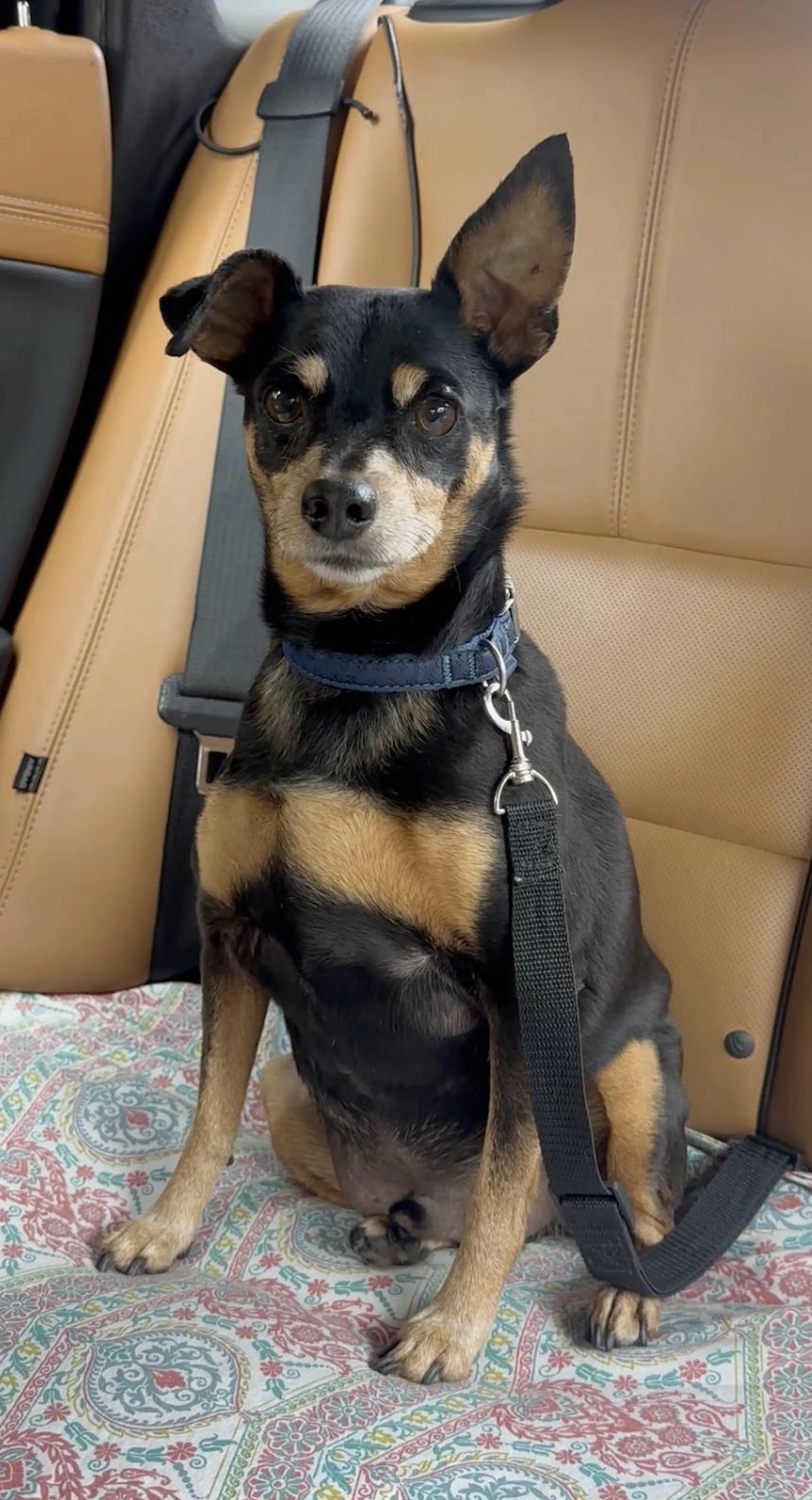 Found pet-4