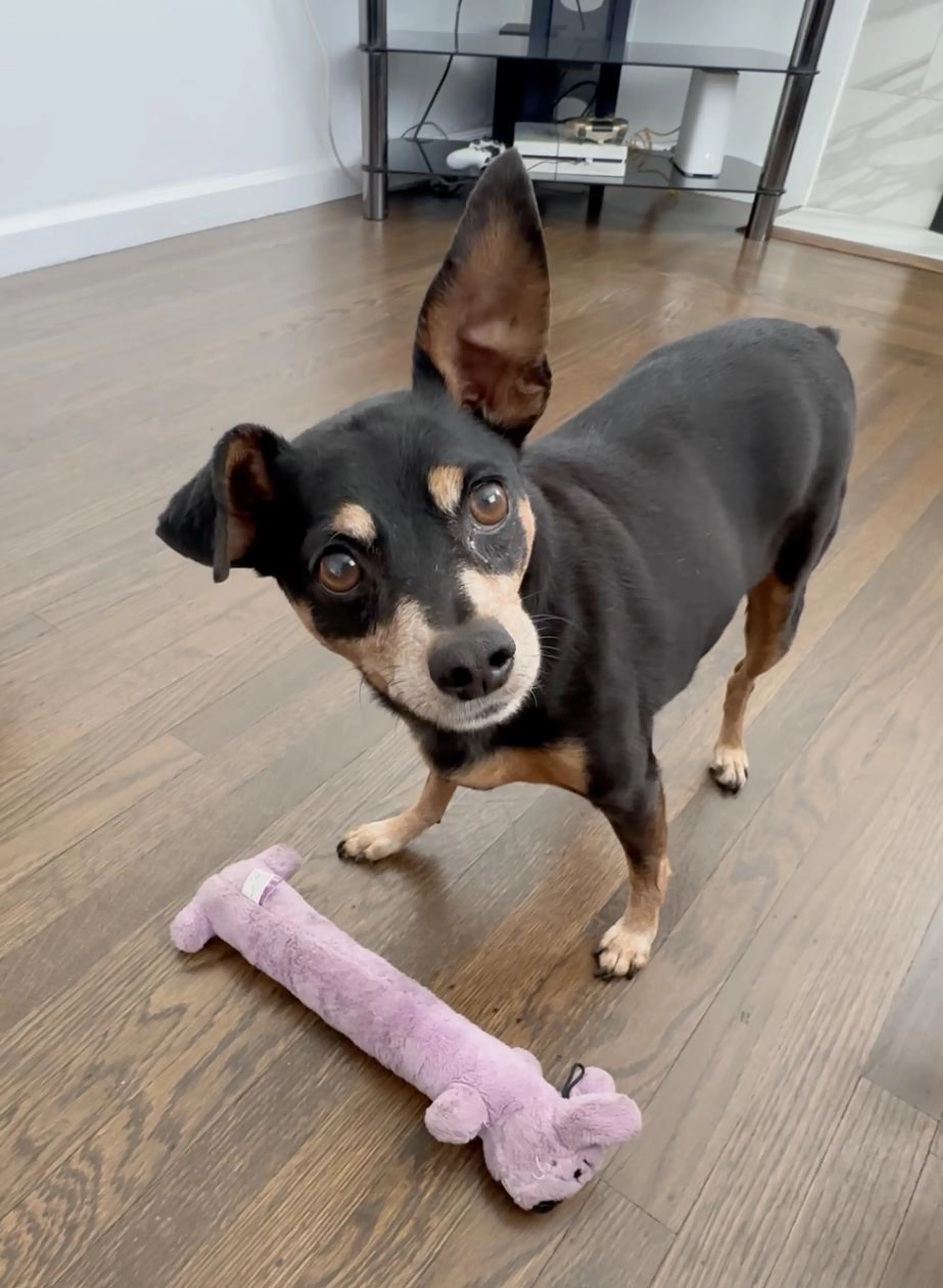 Found pet-0