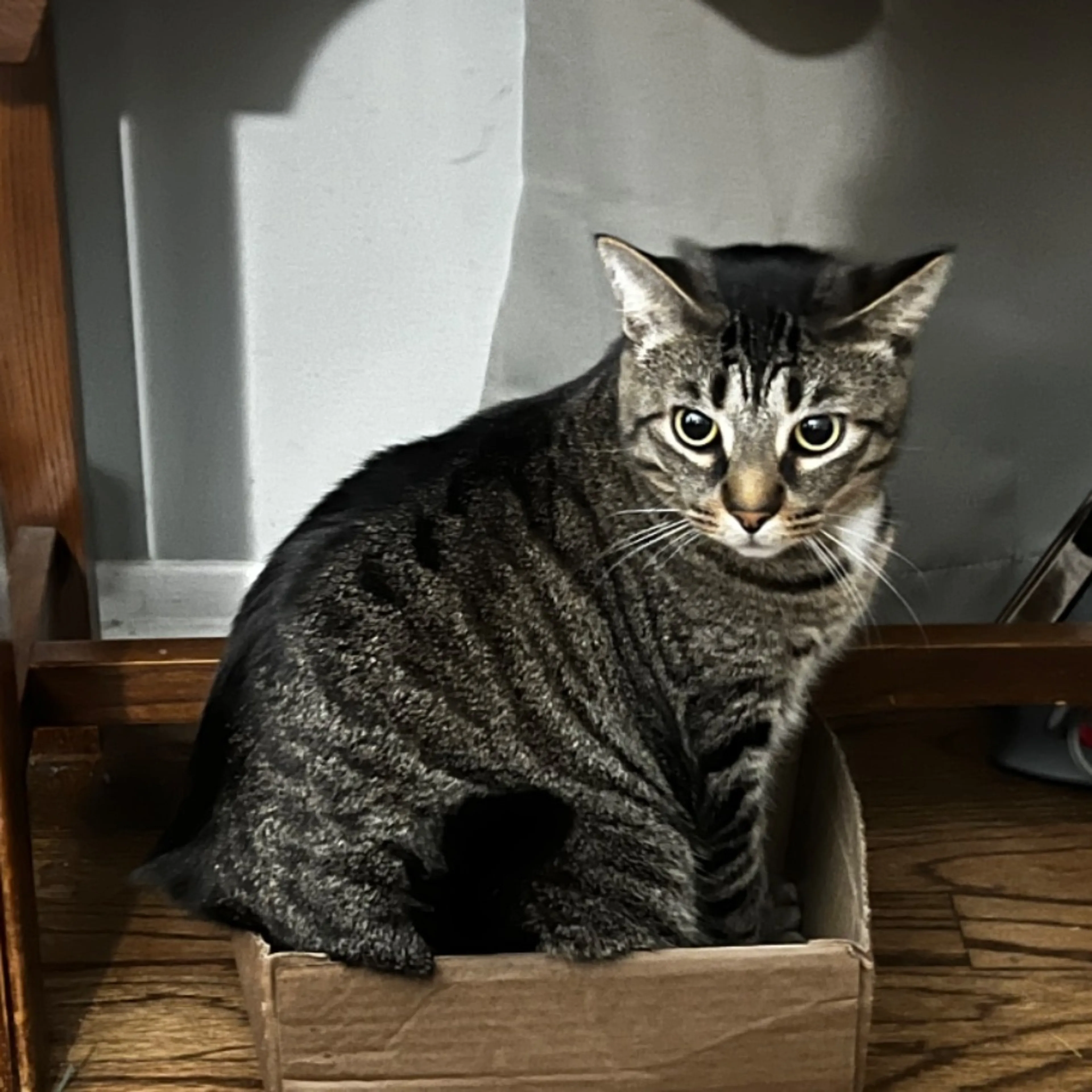 Lost pet