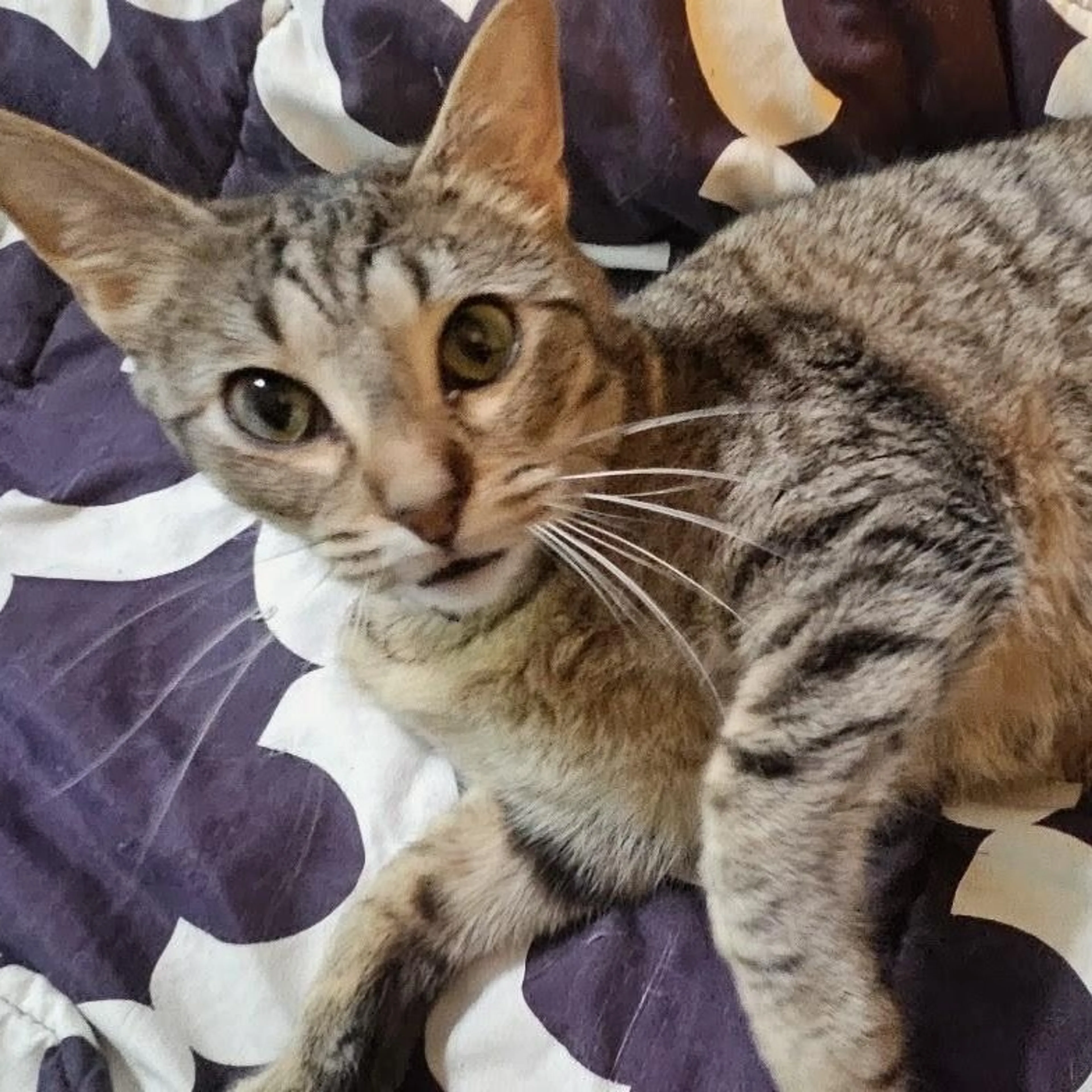Found pet-1