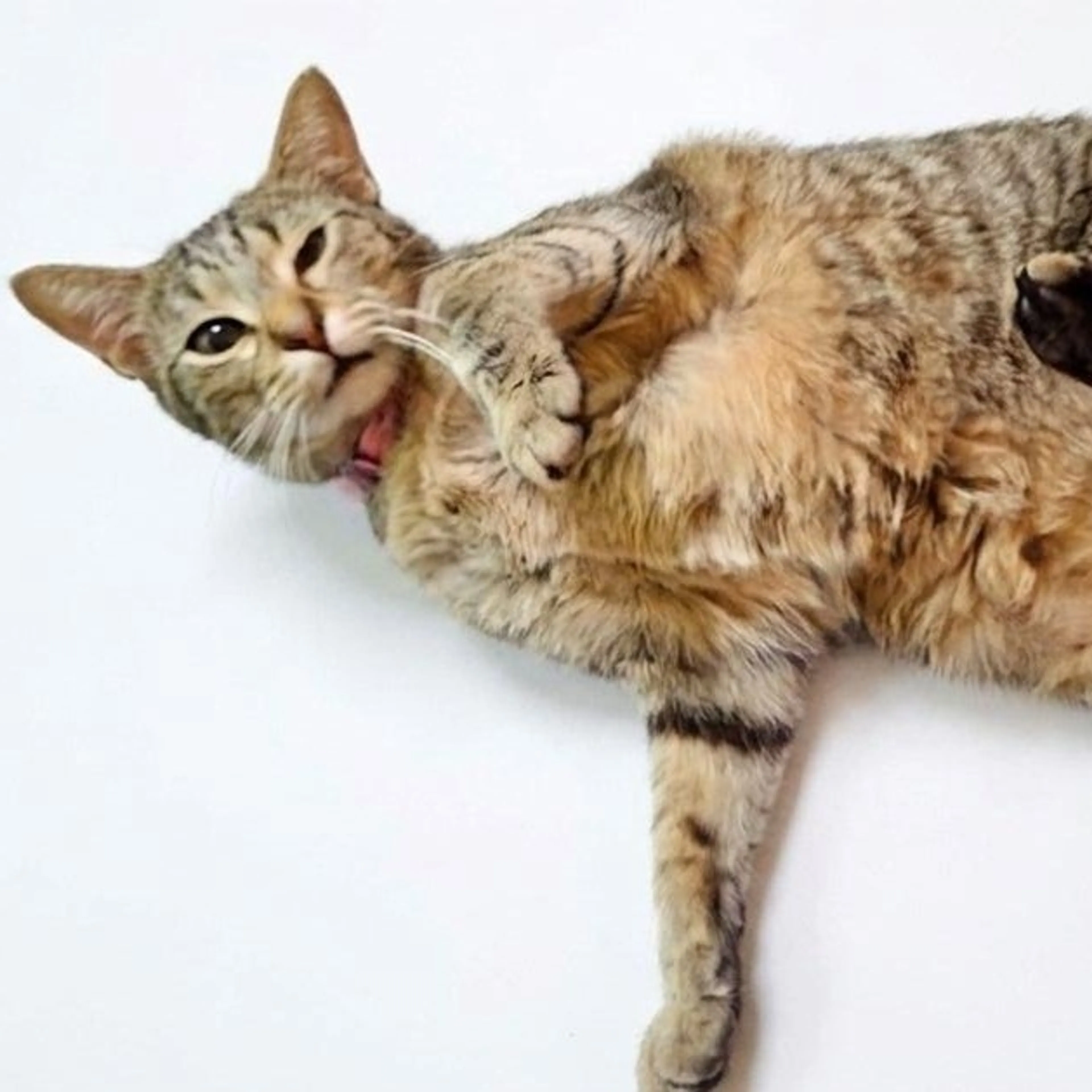Found pet-0
