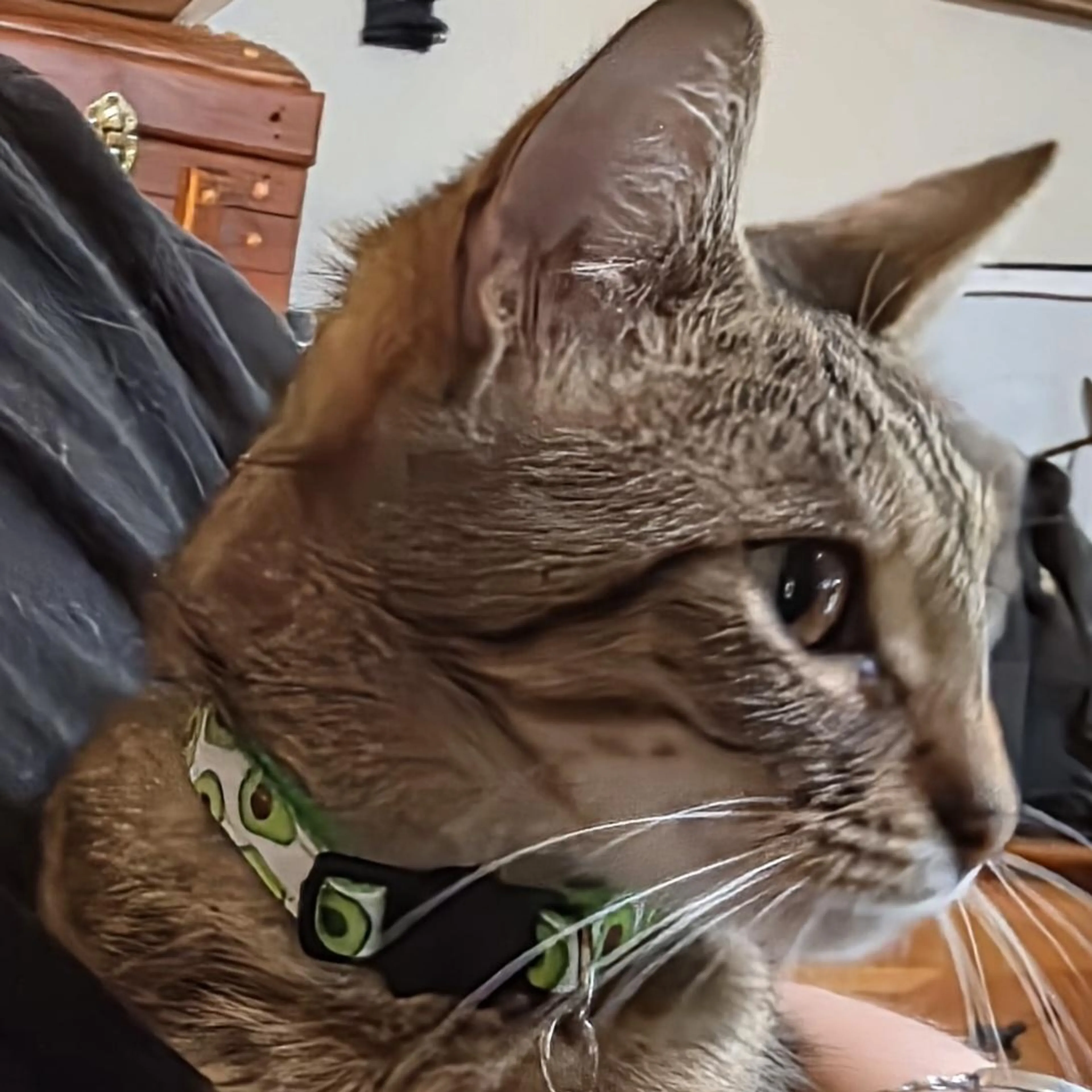 Found pet-1