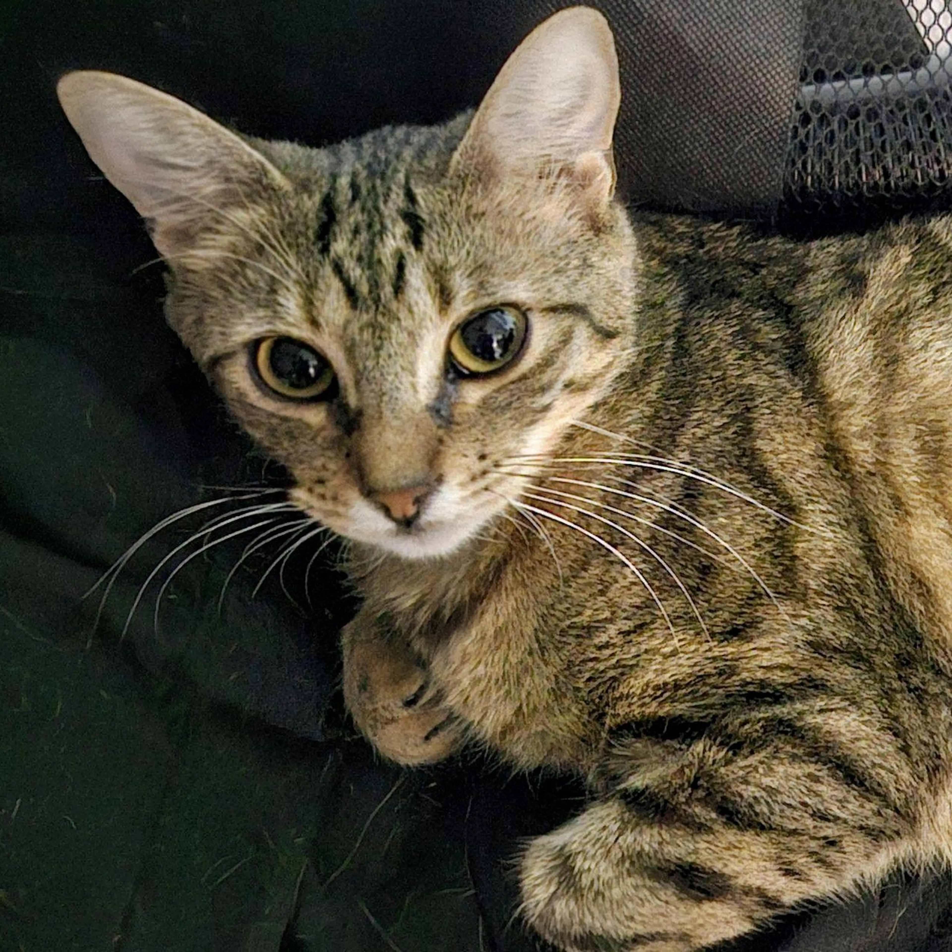 Found pet-2