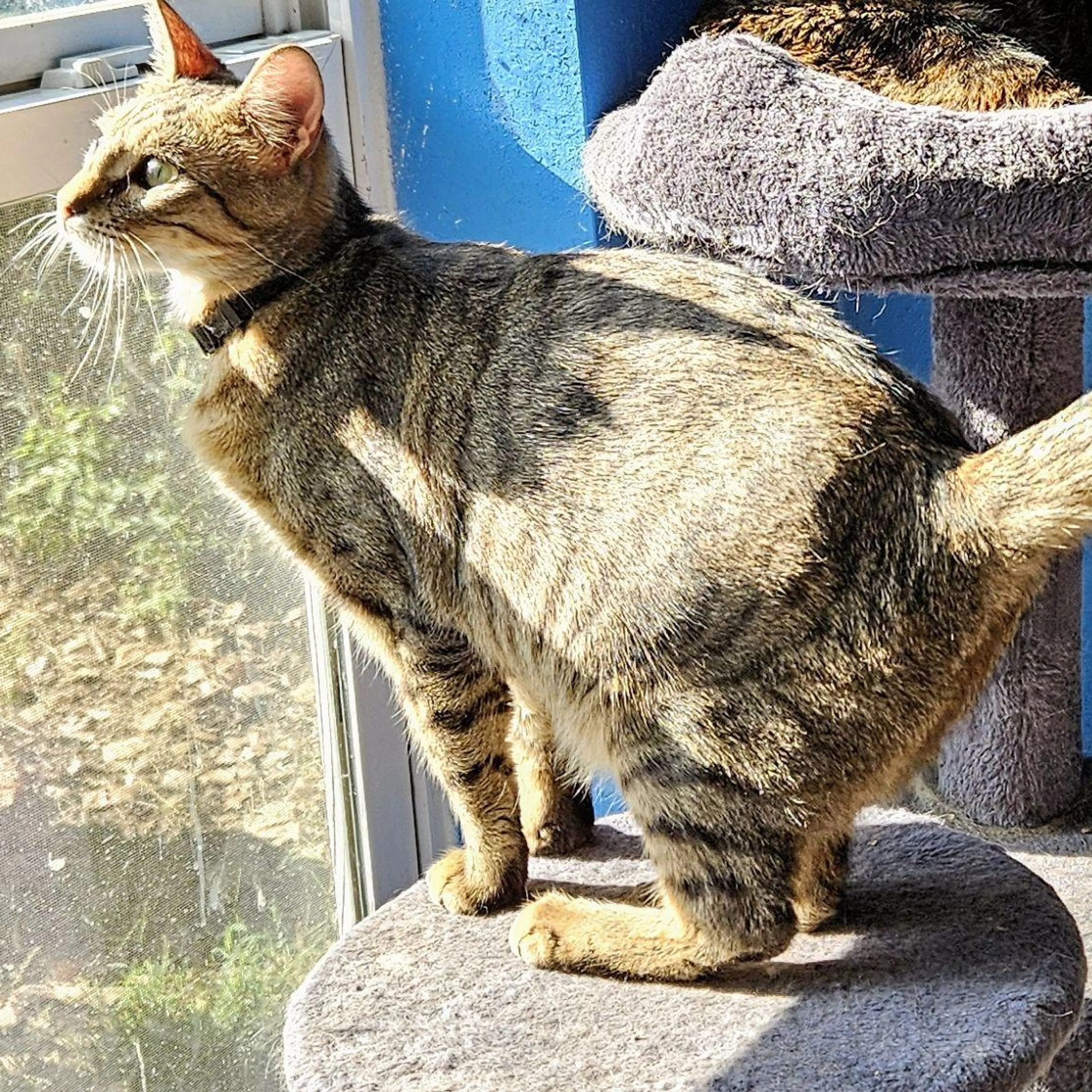 Found pet-0