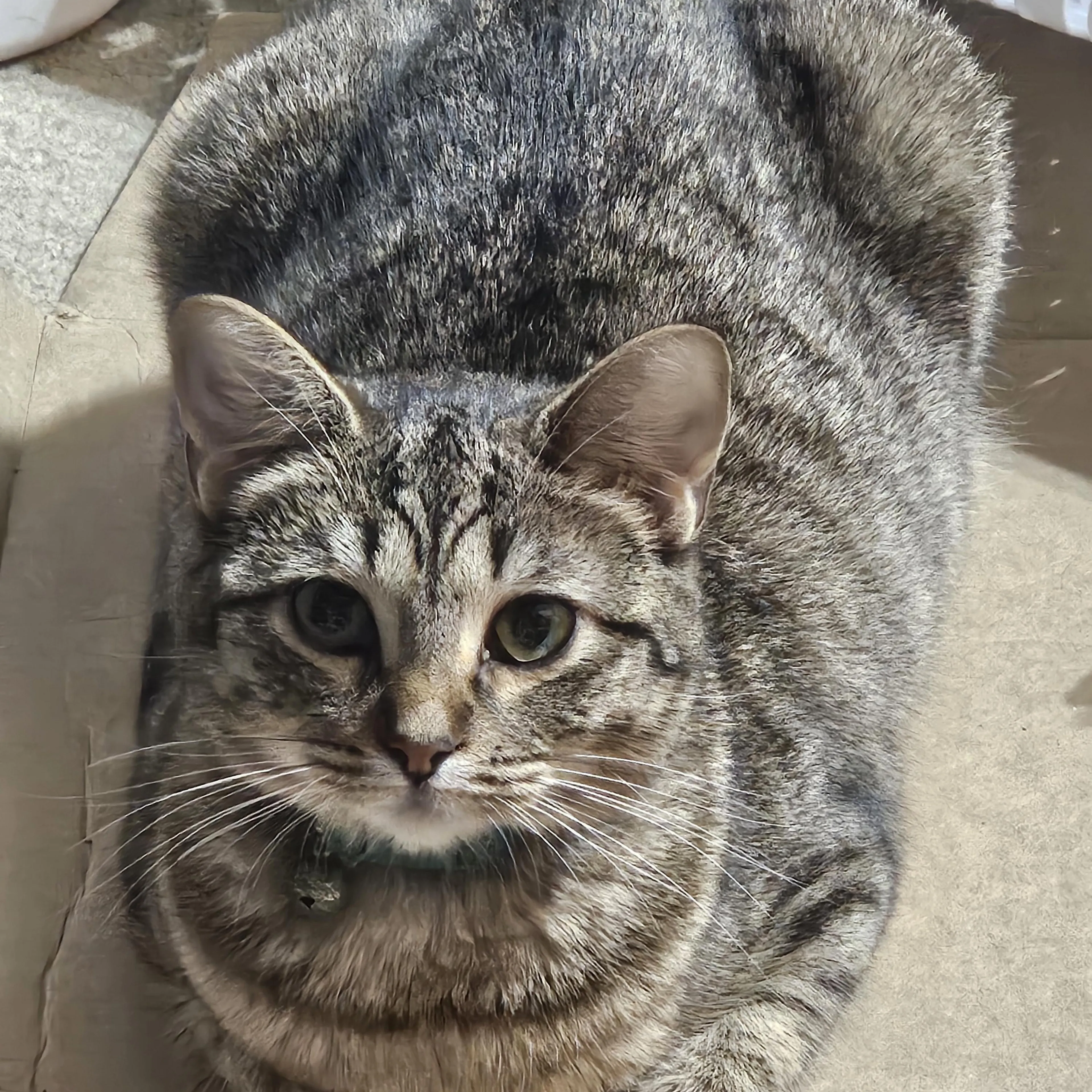 Found pet-0