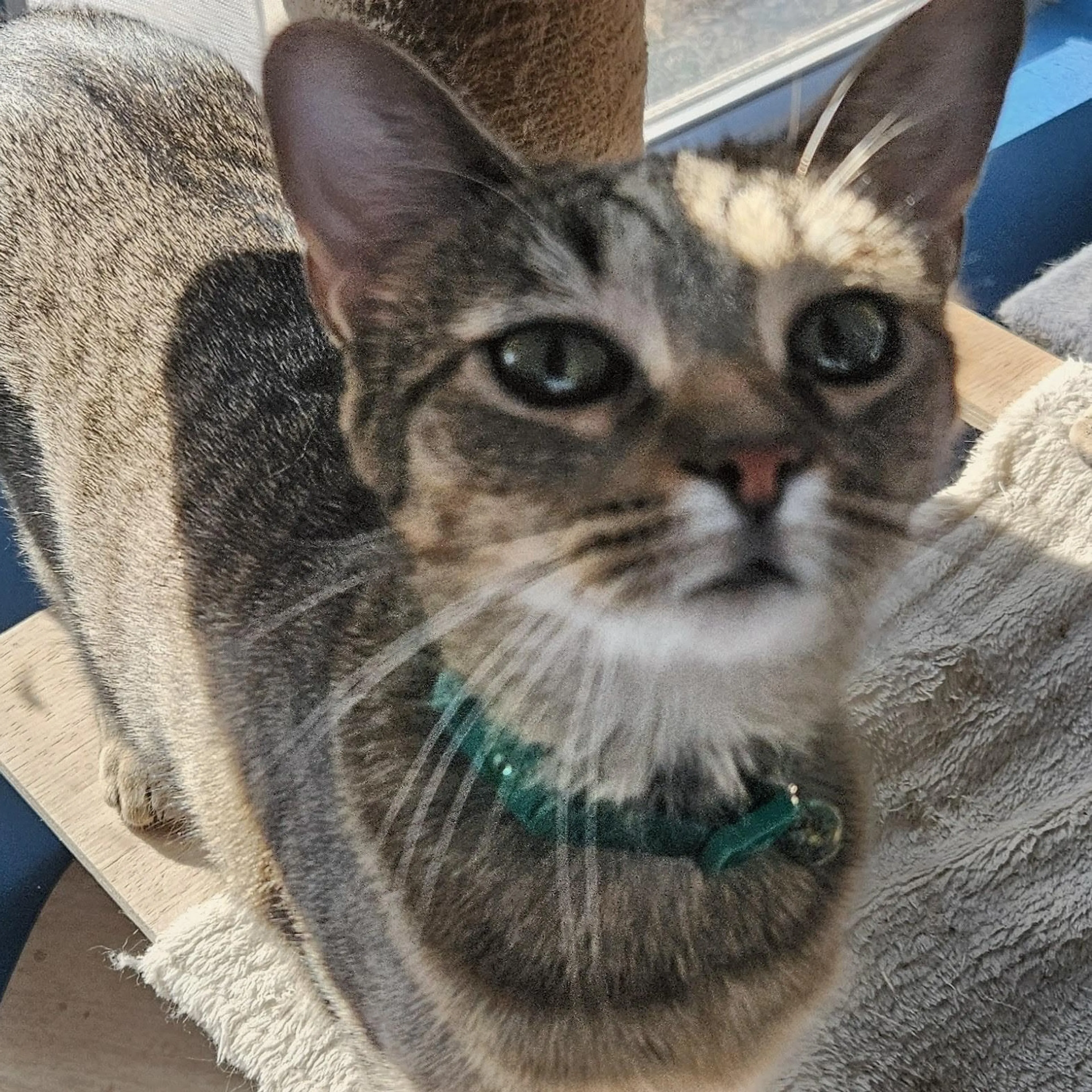 Found pet-1
