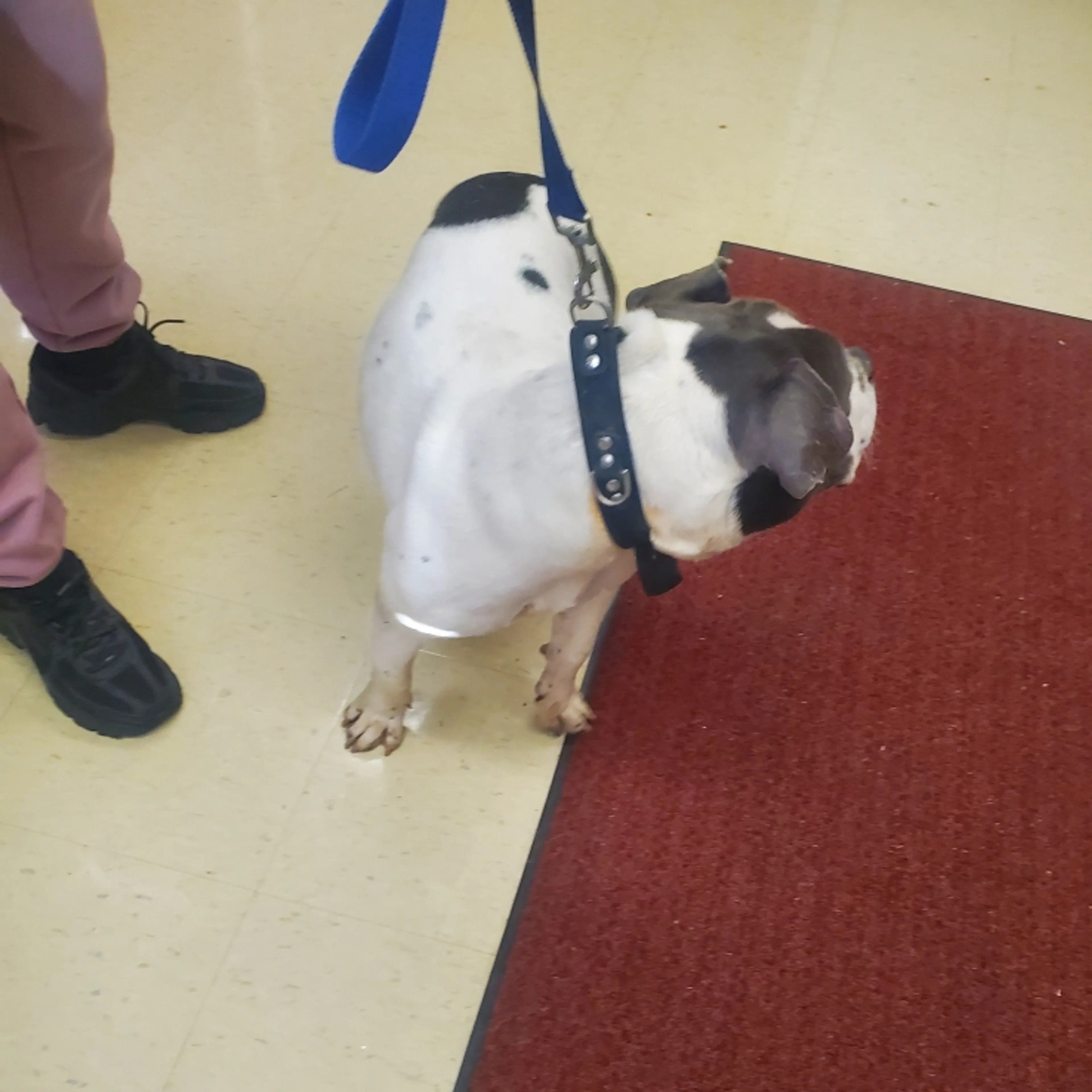 Found pet-2