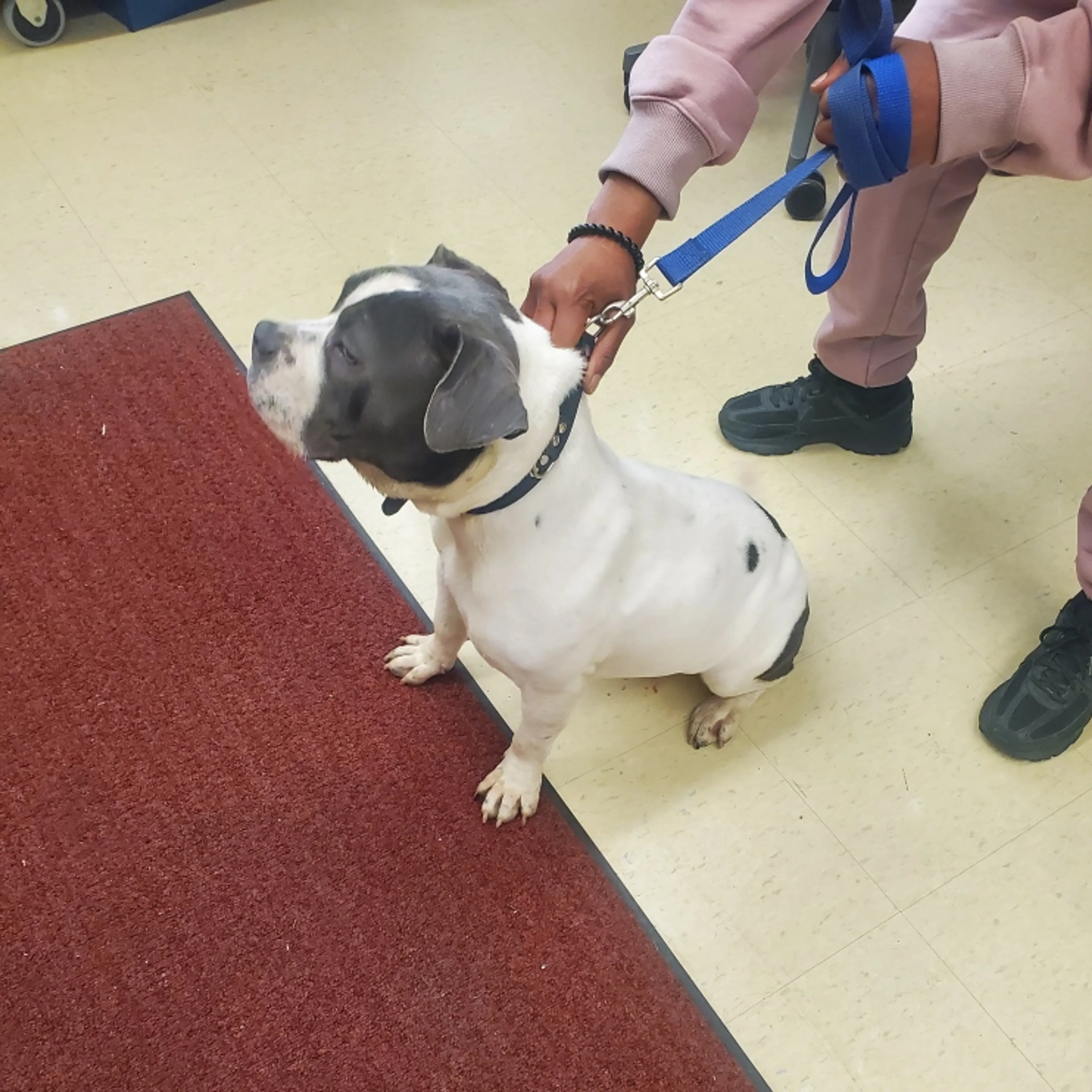 Found pet-1