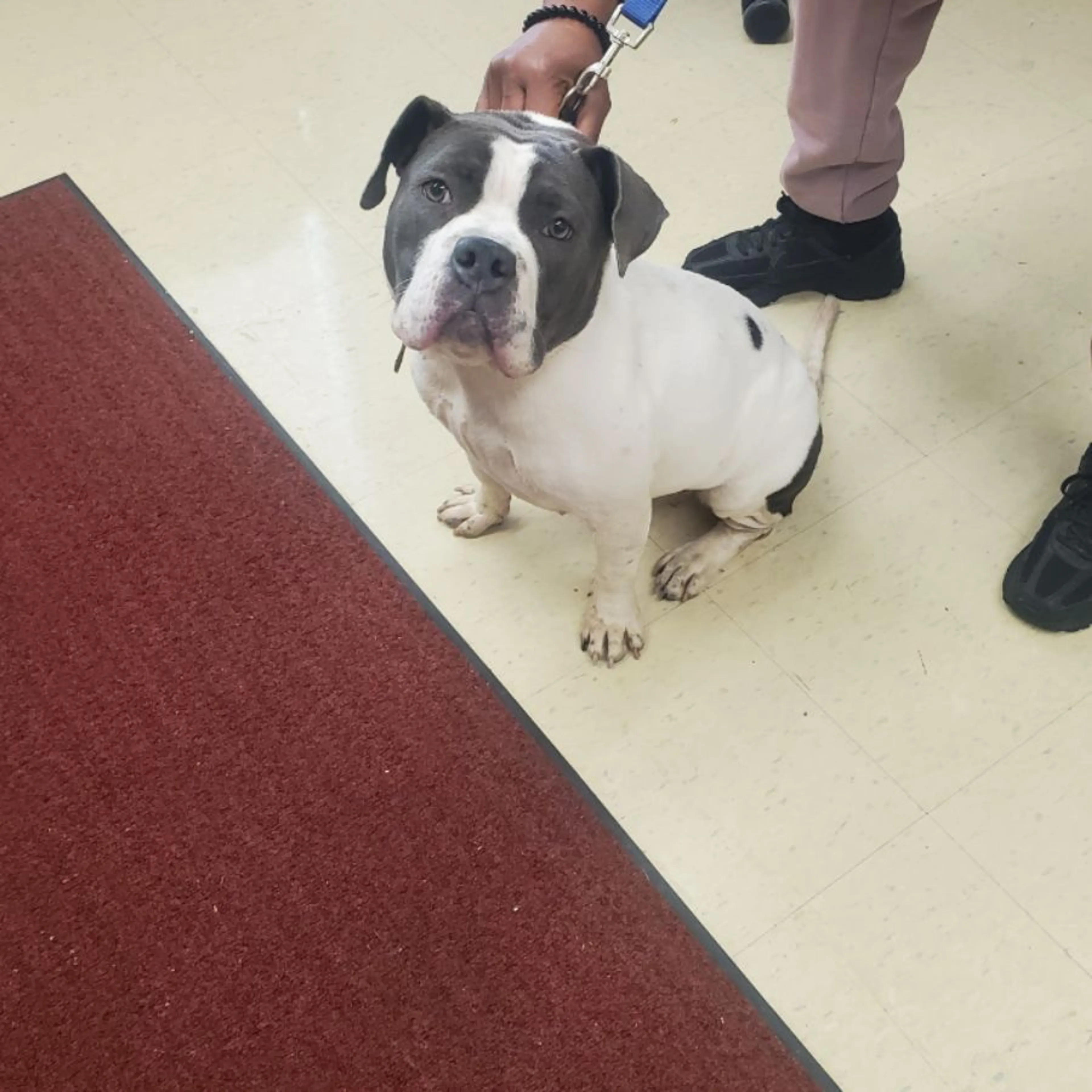 Found pet-0