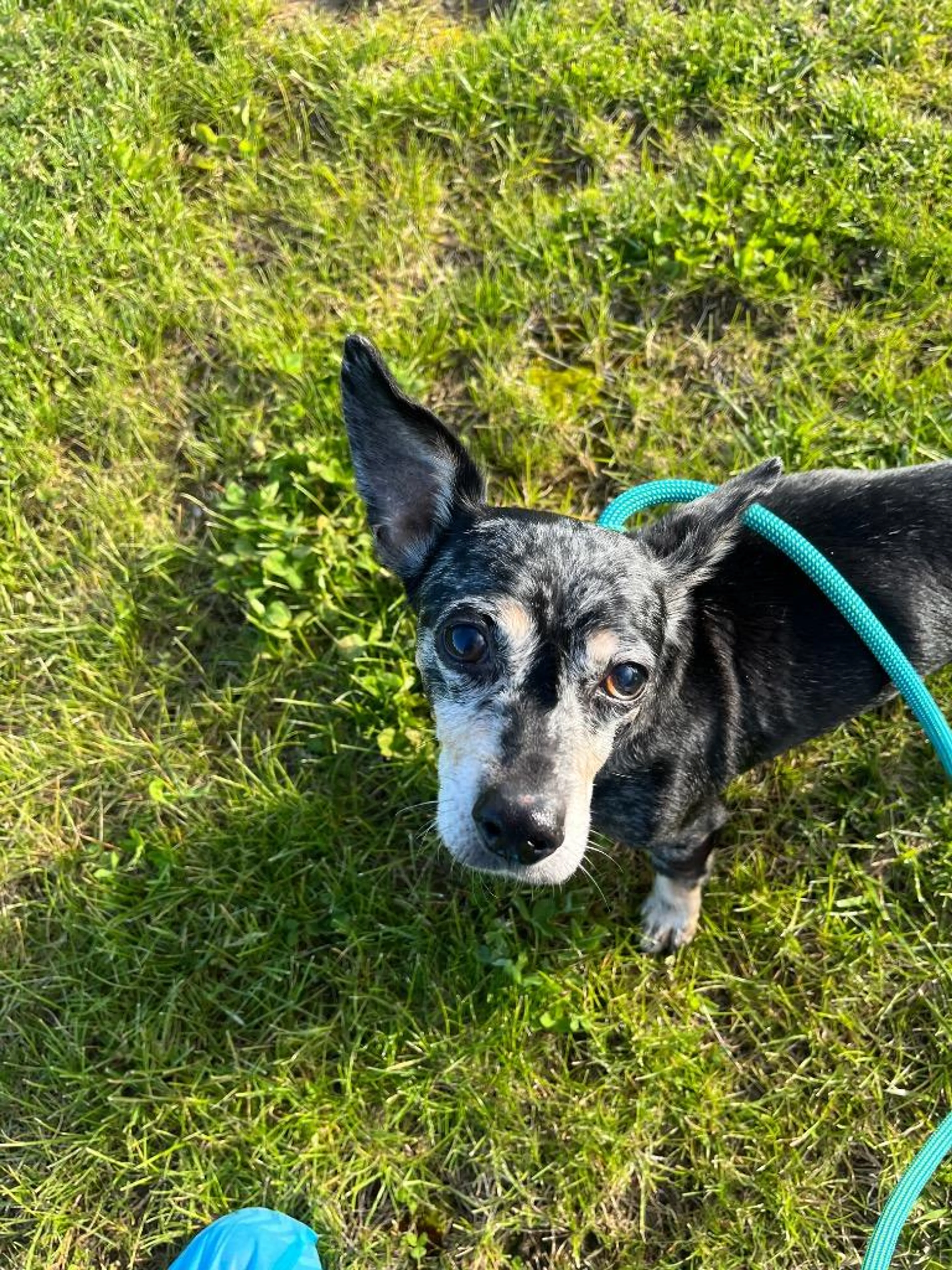 Found pet-2