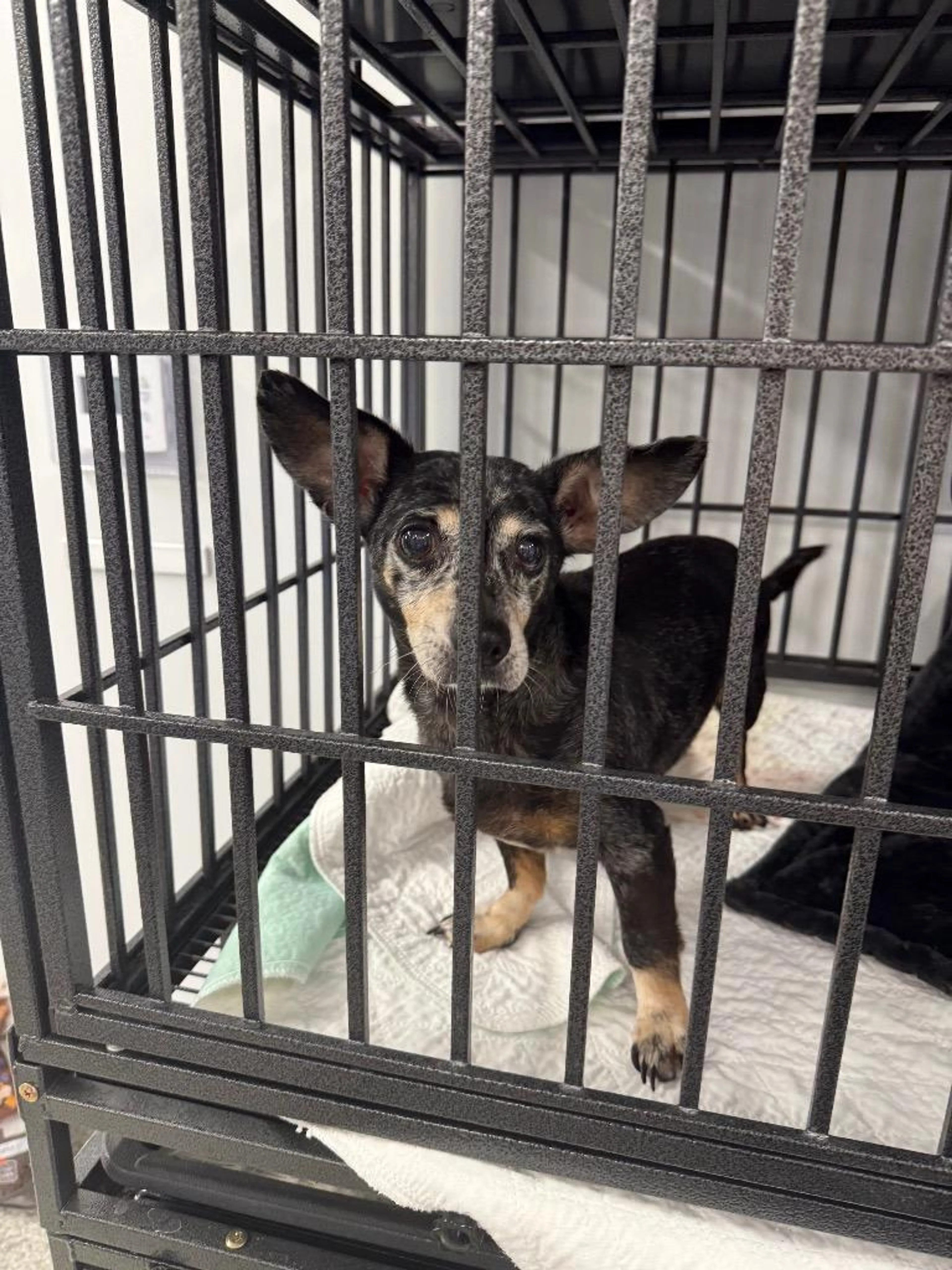 Found pet-0