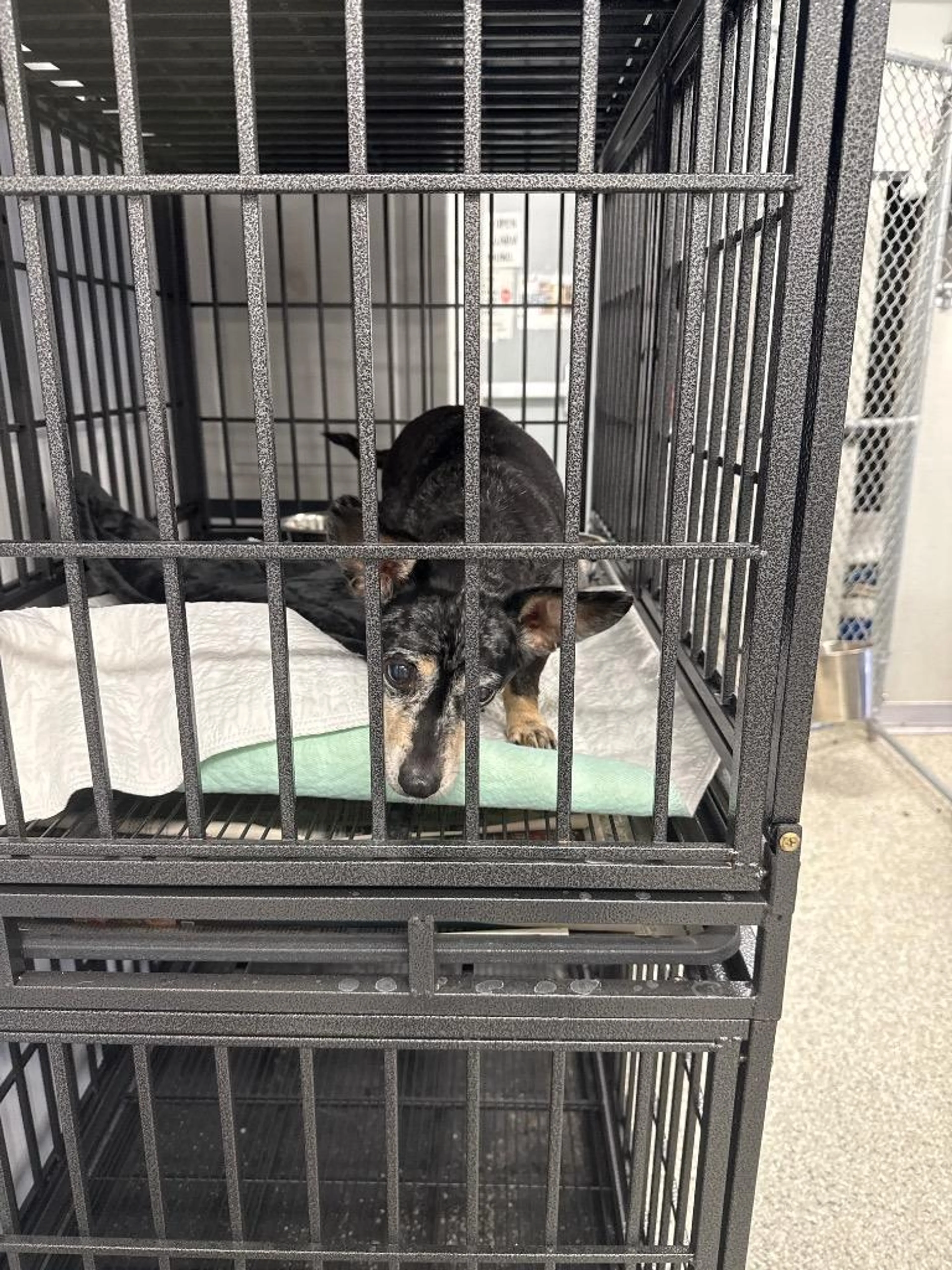 Found pet-1