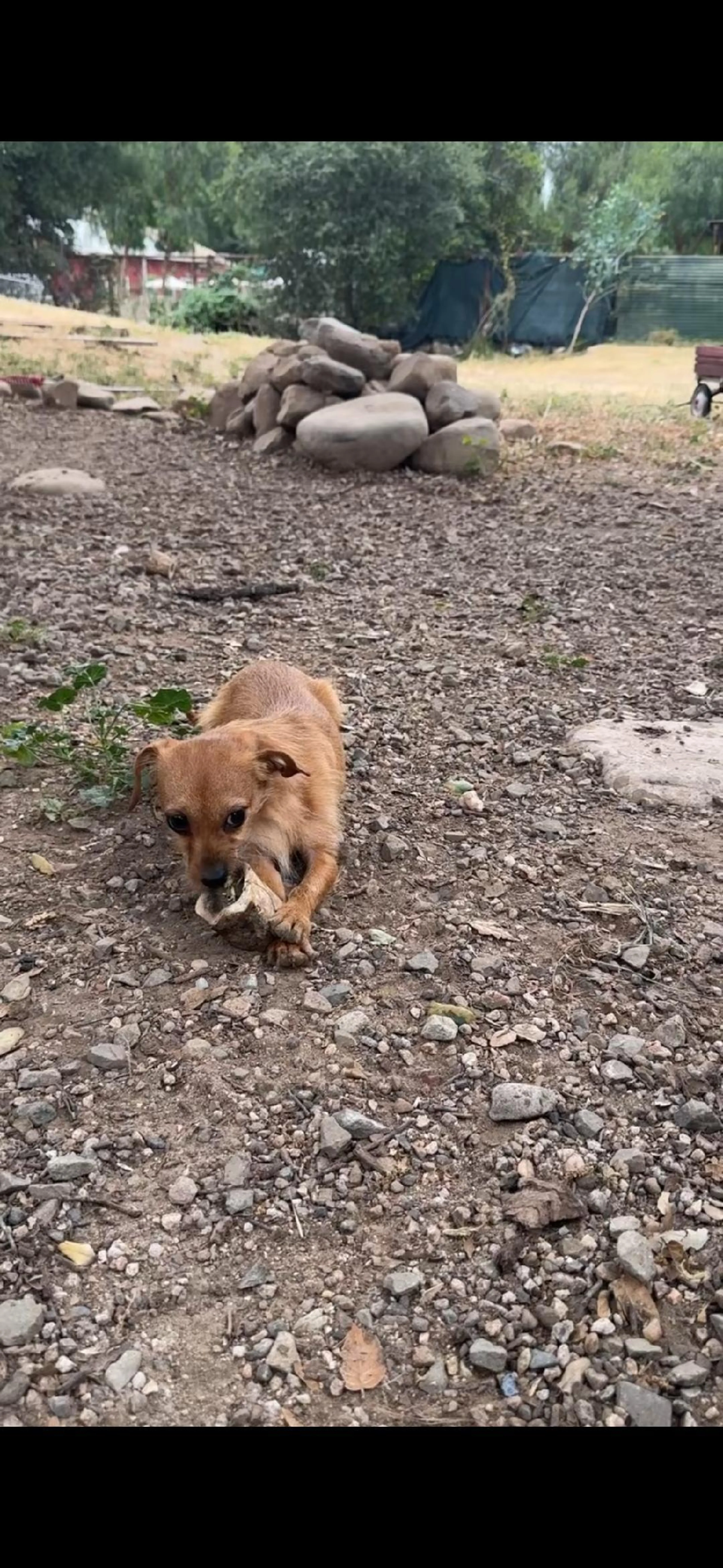 Found pet