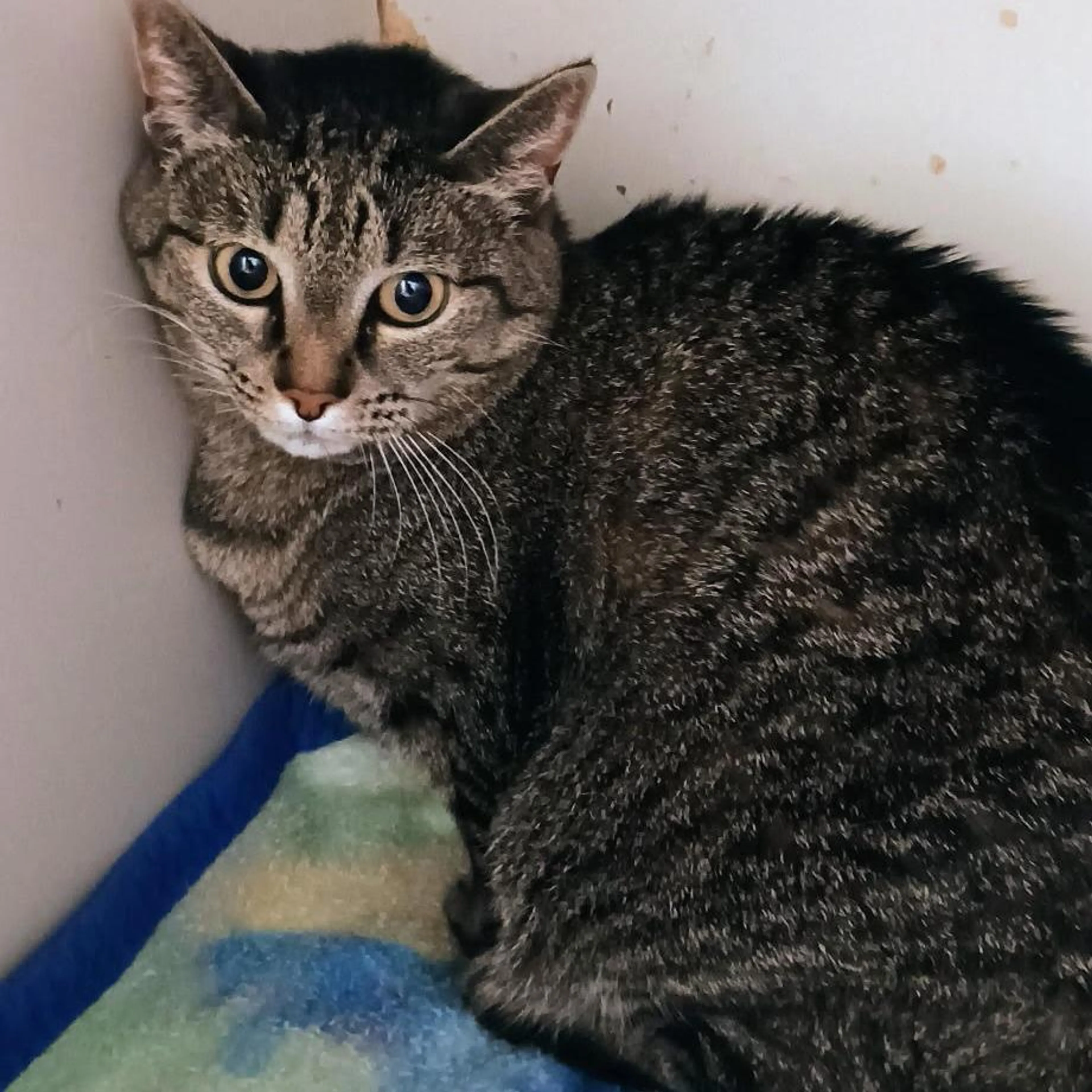 Found pet